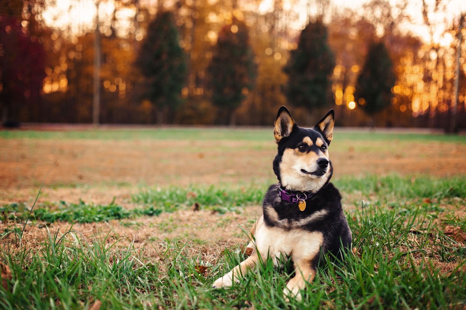 A Shiba Inu dog sits attentively in a grassy field during golden hour with evergreen trees in the background.