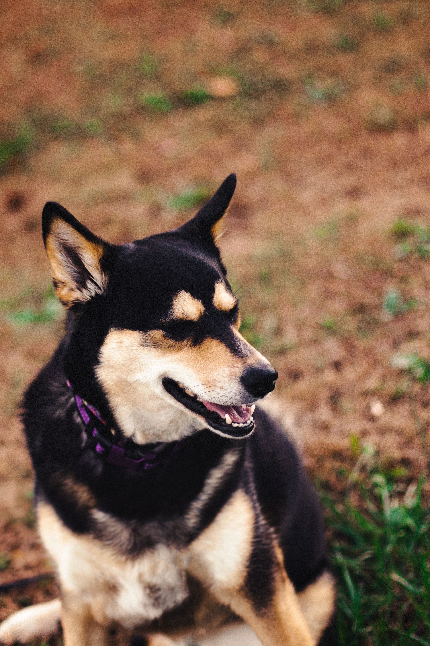 A happy Shiba Inu dog with black and tan fur wearing a purple collar smiles outdoors.