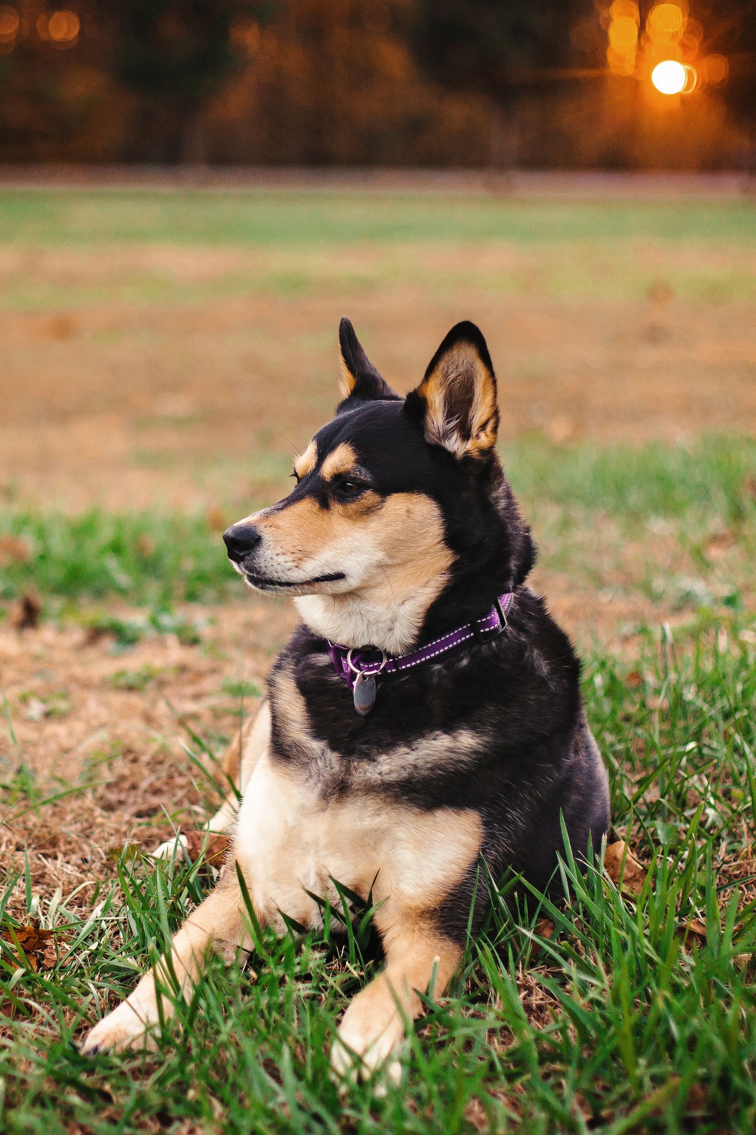 A relaxed Shiba Inu dog wearing sunglasses lies on grass as golden sunlight glows in the background.