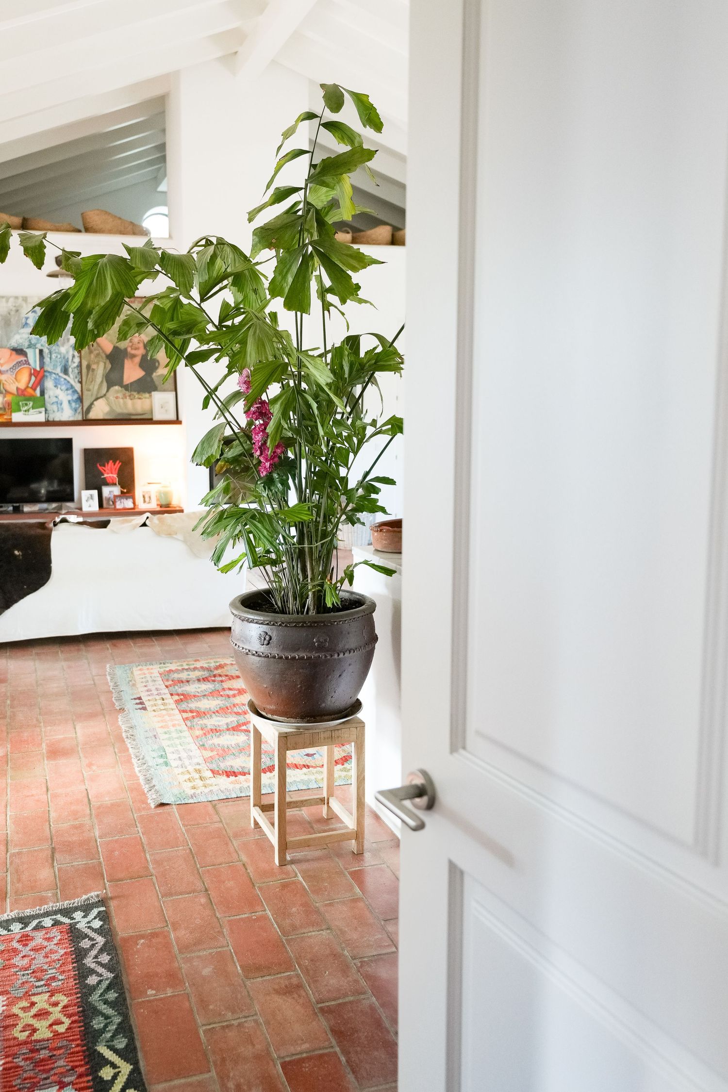 Large indoor monstera plant displayed on wooden stand by white door with terracotta floor tiles and patterned rugs.