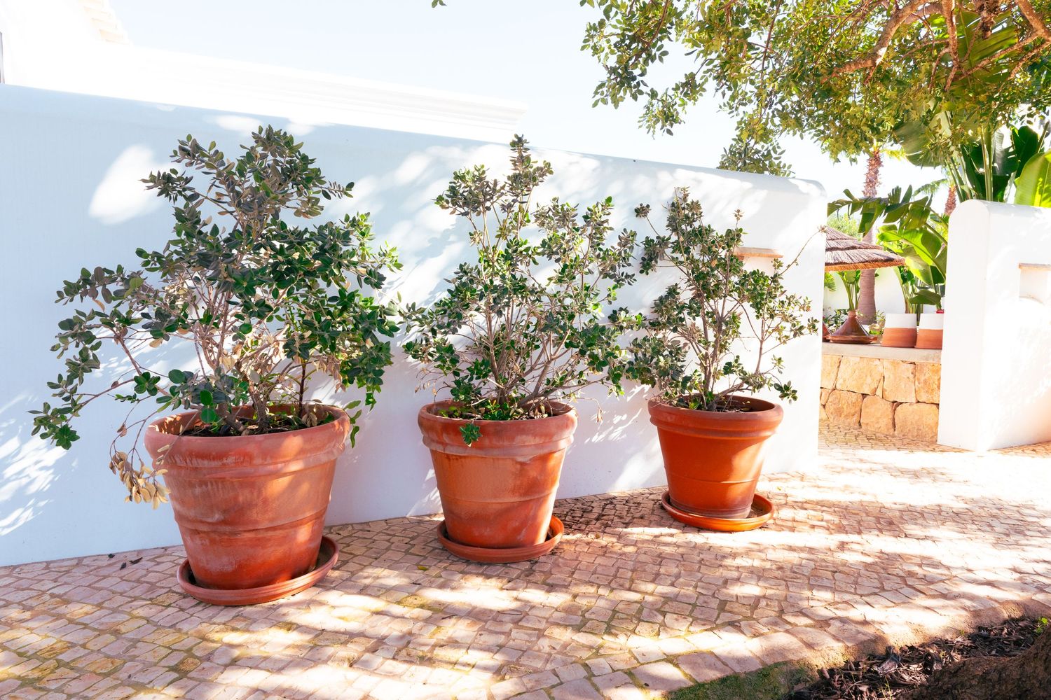 Three potted jade plants line up against a white stucco wall on a brick patio in Mediterranean style setting.