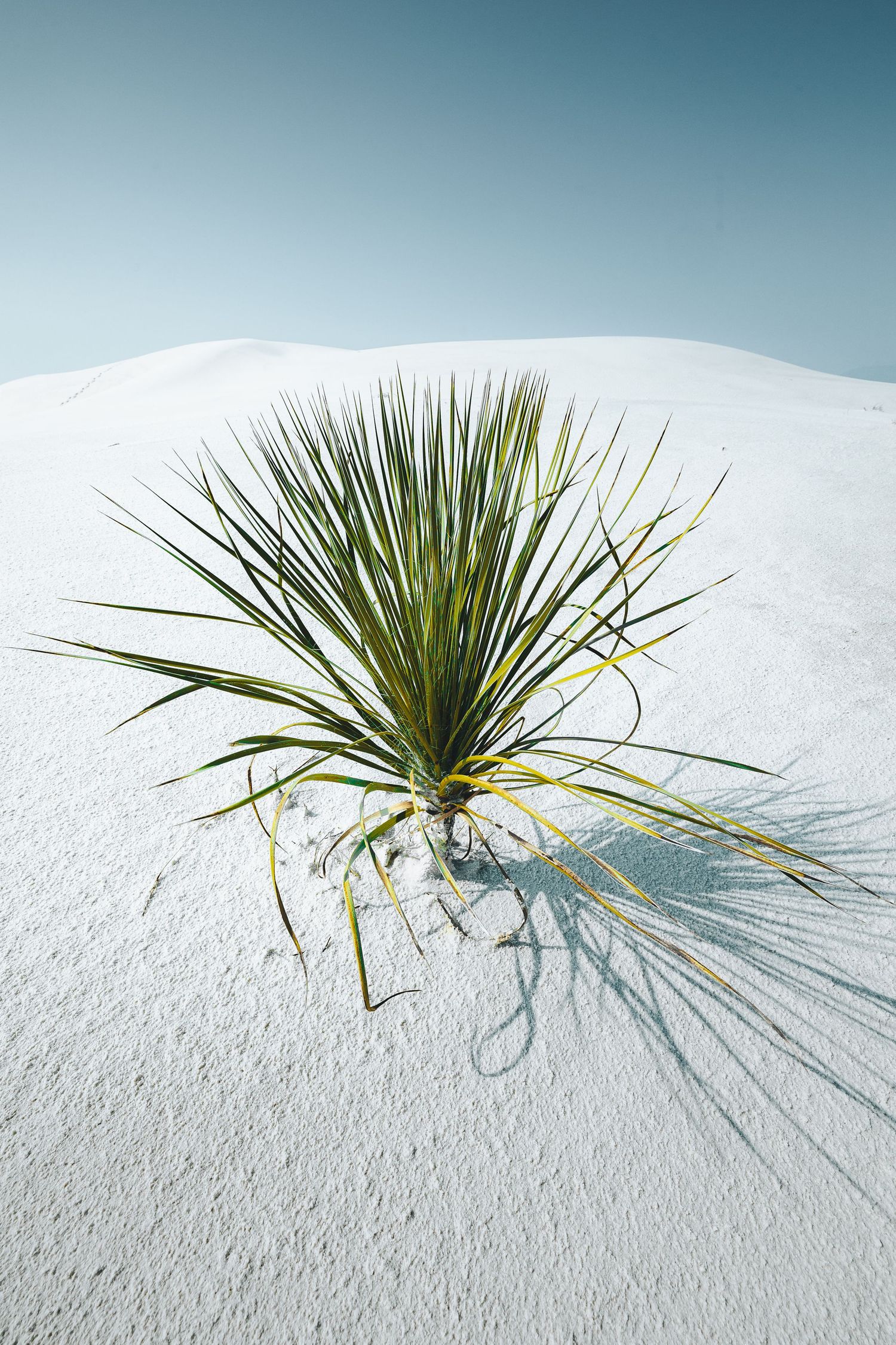A solitary yucca plant grows from white gypsum sand dunes against a turquoise sky at White Sands National Park.