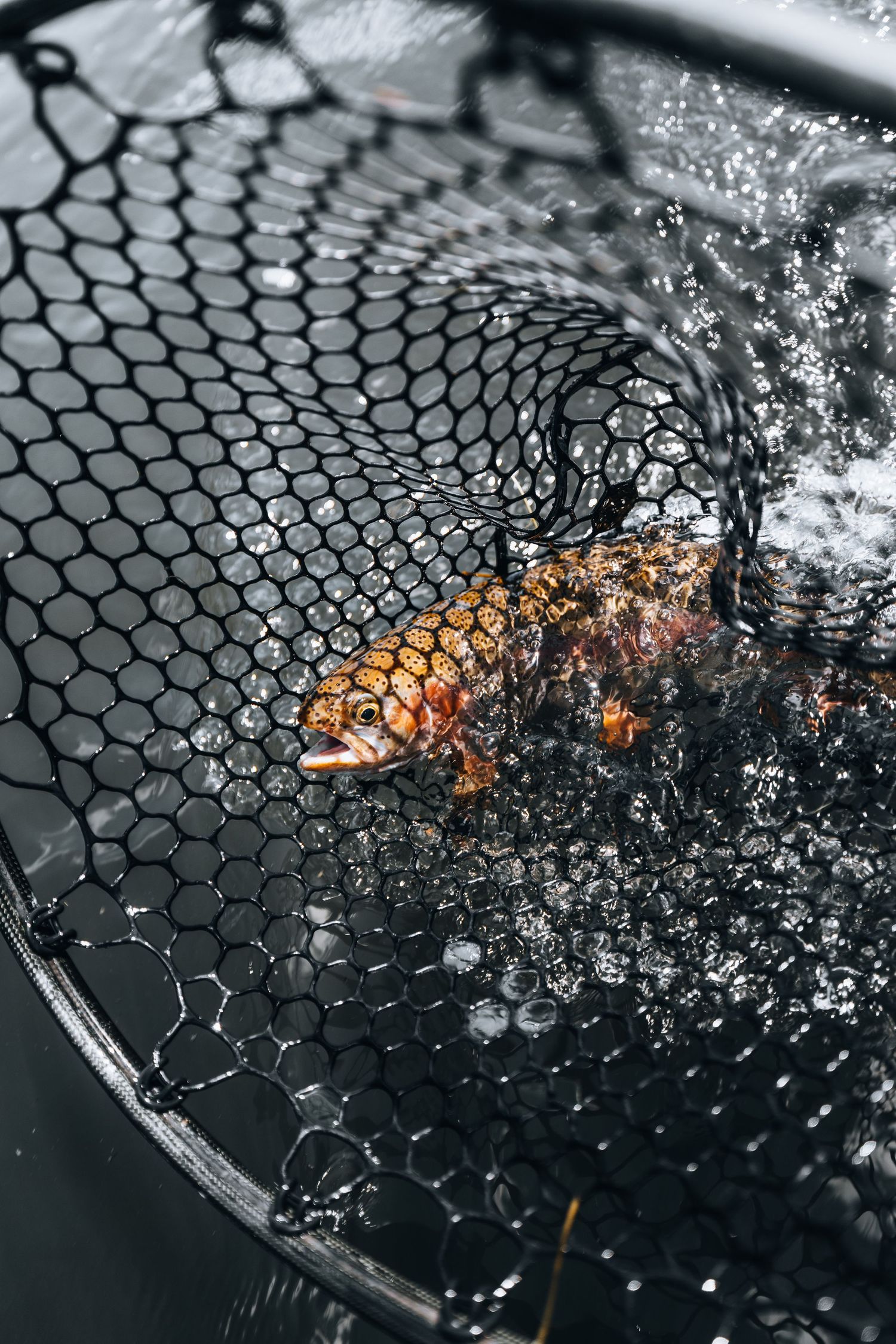 A small fish caught in a dark fishing net with water droplets, creating a dramatic contrast against the mesh pattern.