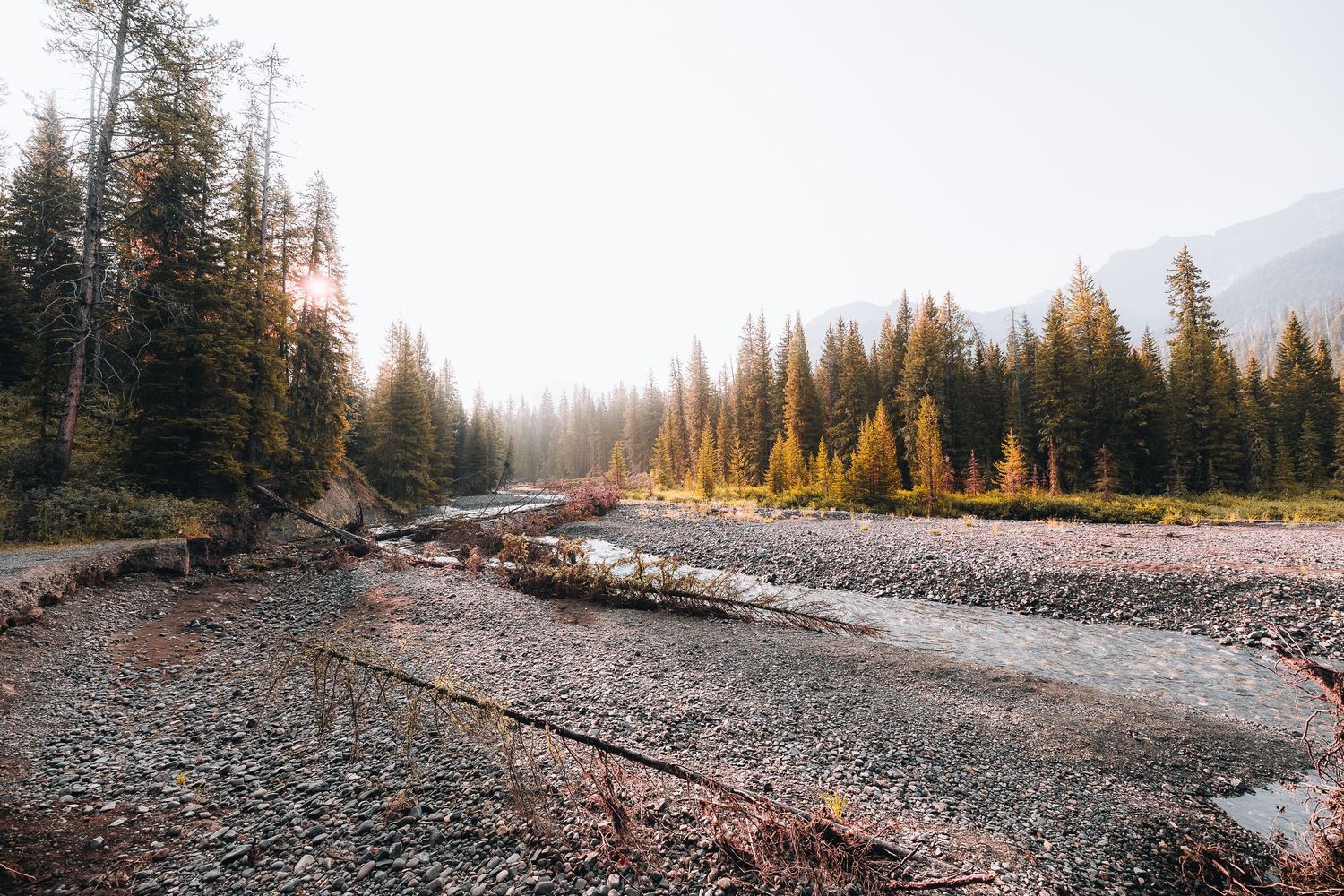 Sunlit mountain creek bed with rocky shores surrounded by evergreen and golden larch trees on an autumn morning.