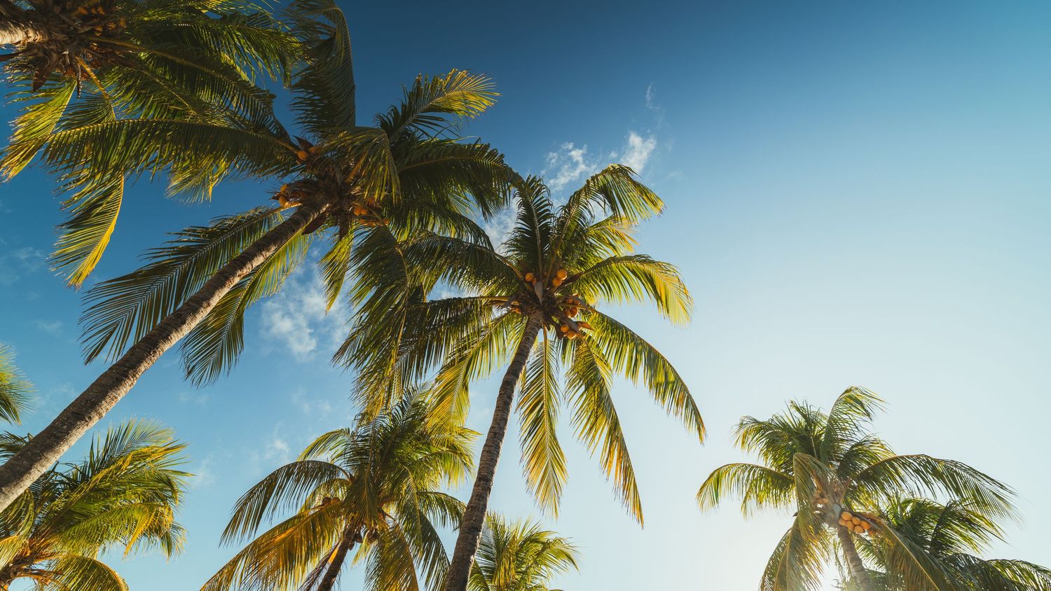 Palm trees sway against a bright blue sky with sunlight filtering through green fronds on a tropical beach.