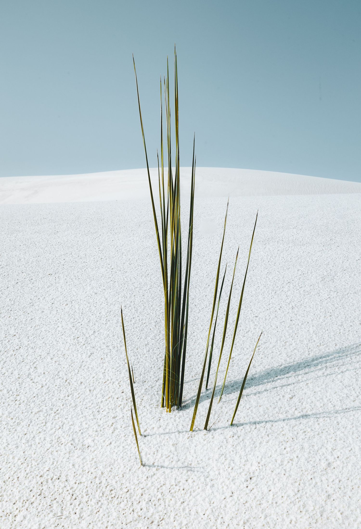 Tall green beach grass blades emerging through pristine white sand against a pale blue sky.