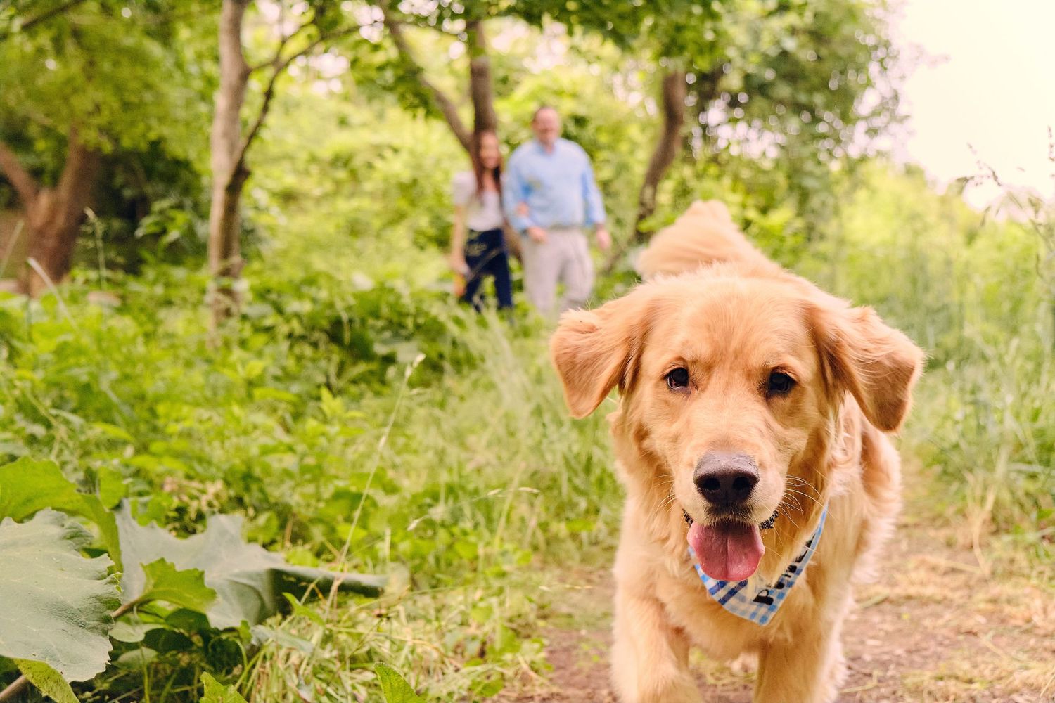 Happy golden retriever wearing blue collar smiles at camera on nature trail with people walking in background.