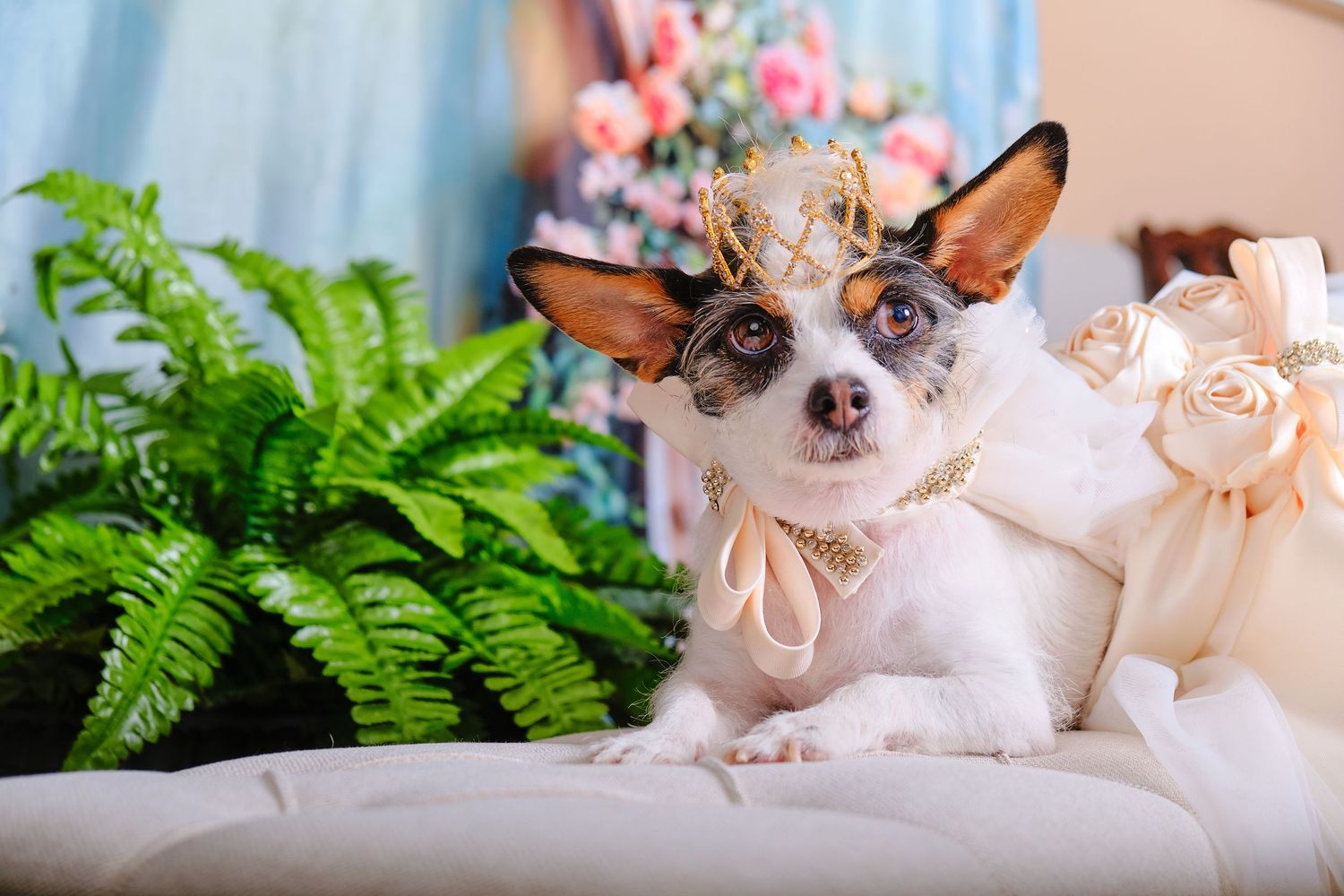 Small Chihuahua dog wearing light pink bow collar sits on cushion with fern plant and pink flowers in background.