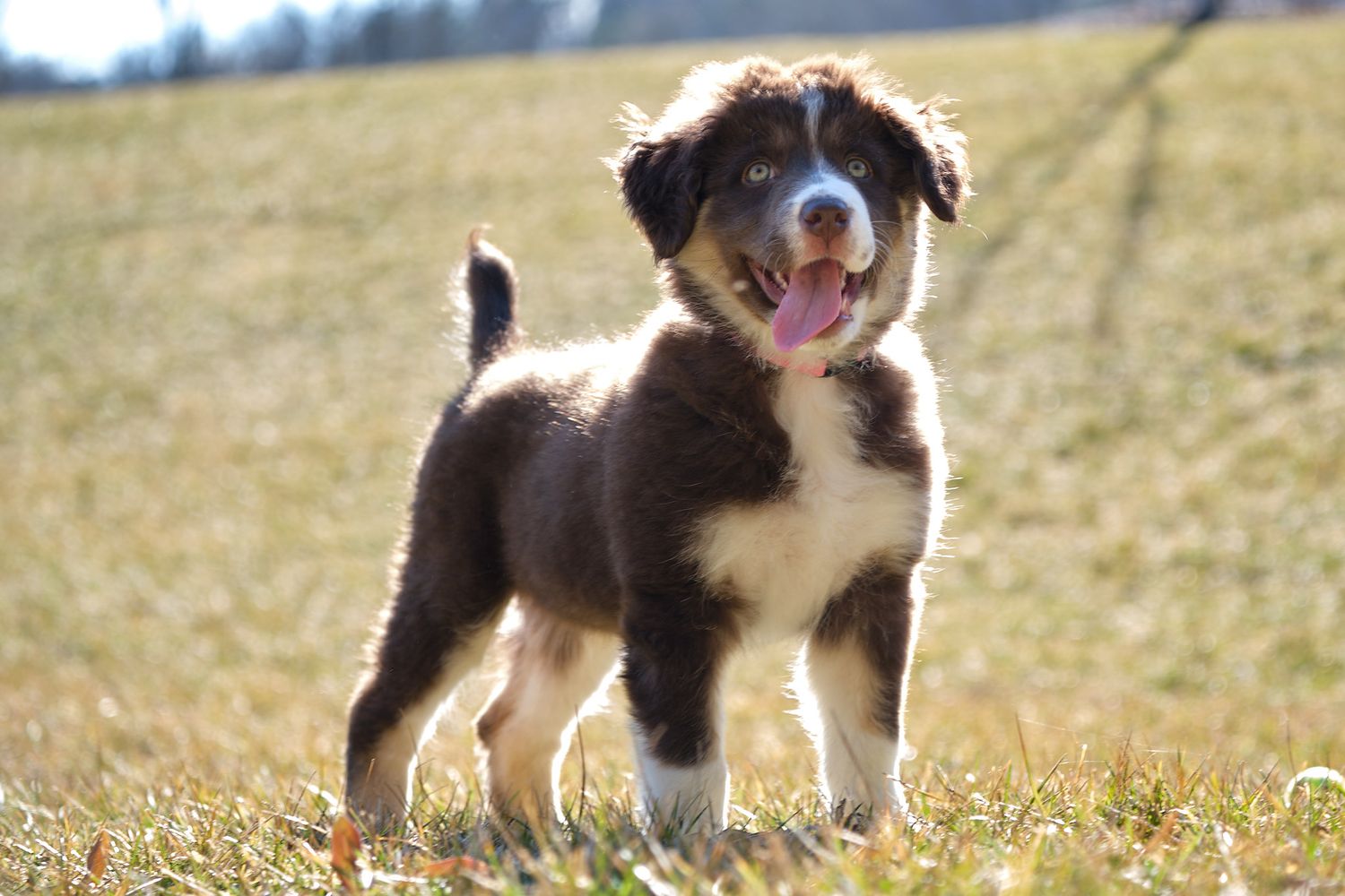 Playful Australian Shepherd puppy runs and plays in a grassy field on a sunny day.