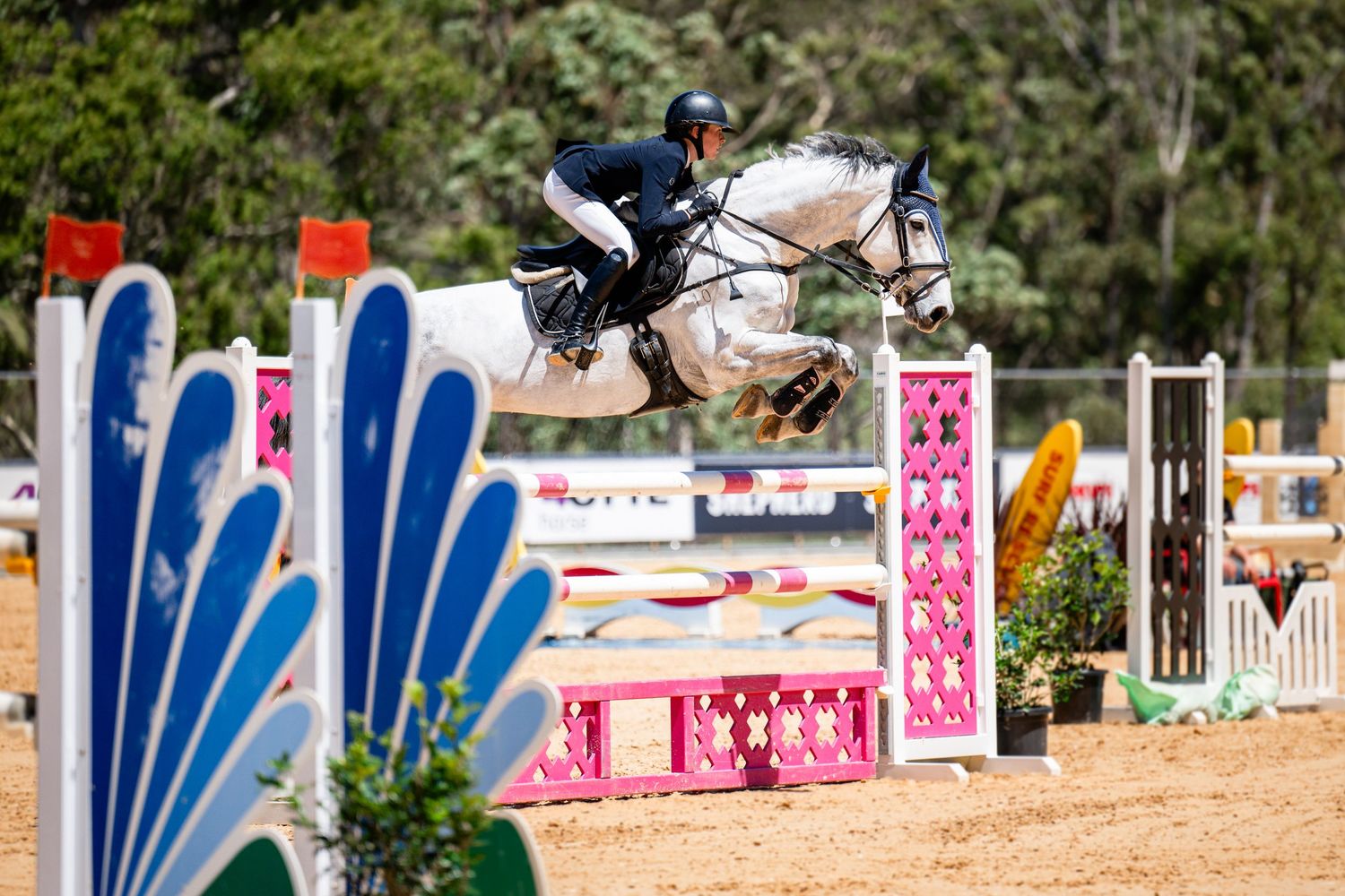 Show jumping arena with pink and blue obstacles set up for competition.