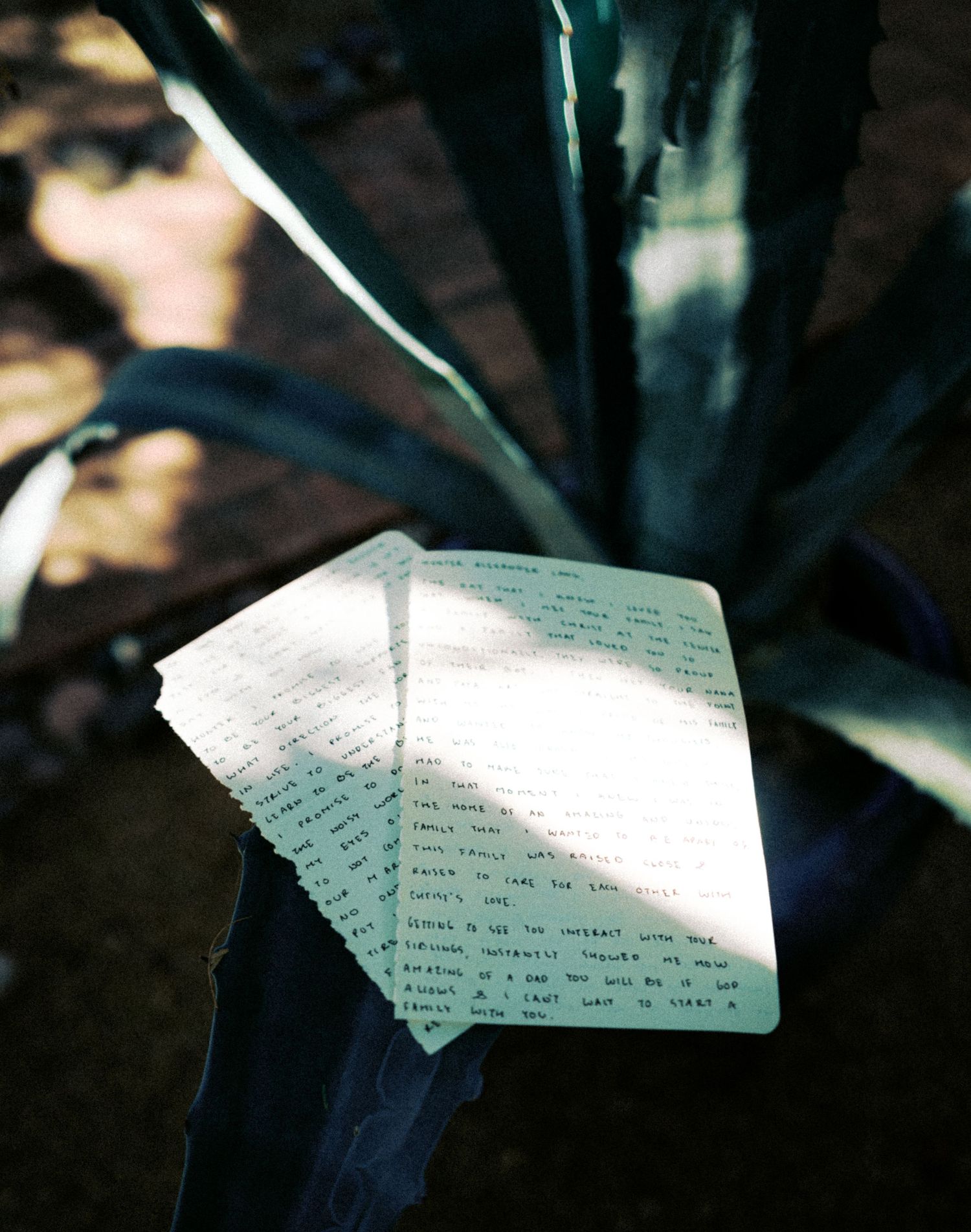 A handwritten note illuminated by sunlight against dark foliage.
