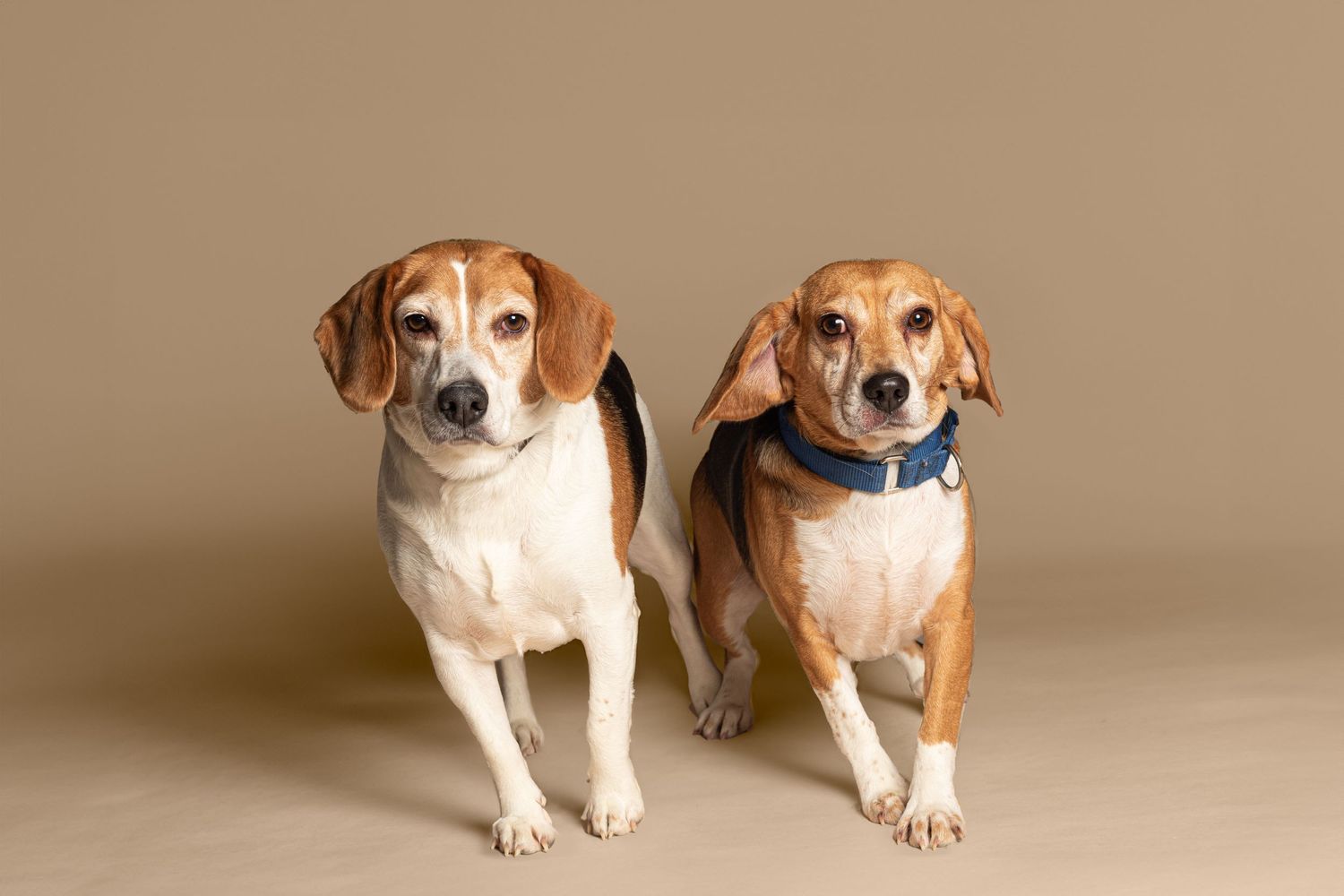 Two beagle mix dogs wearing collars sit together against a tan backdrop in a studio setting.