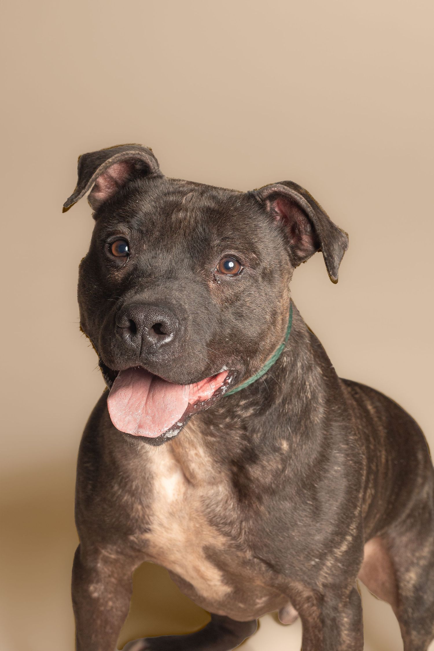 Happy Staffordshire Bull Terrier with grey-brown coat smiling at camera while wearing thin green collar.