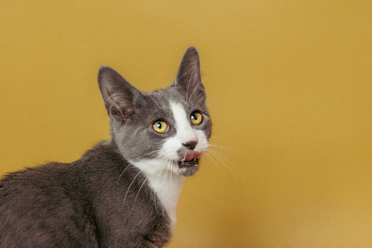 Gray and white cat with expressive open mouth and yellow eyes against a golden background.