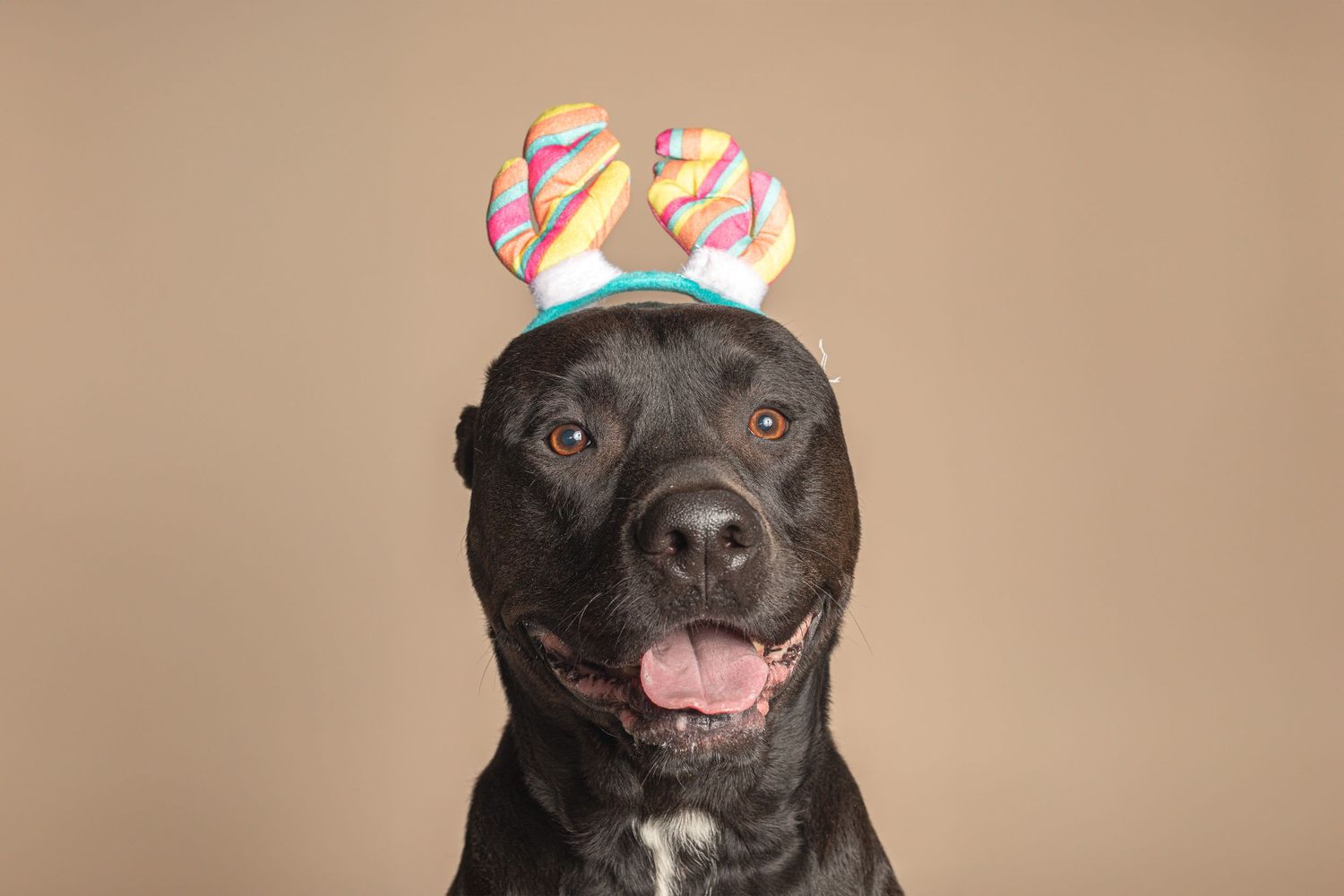 Black dog wearing colorful reindeer antler headband smiles at camera against beige background.