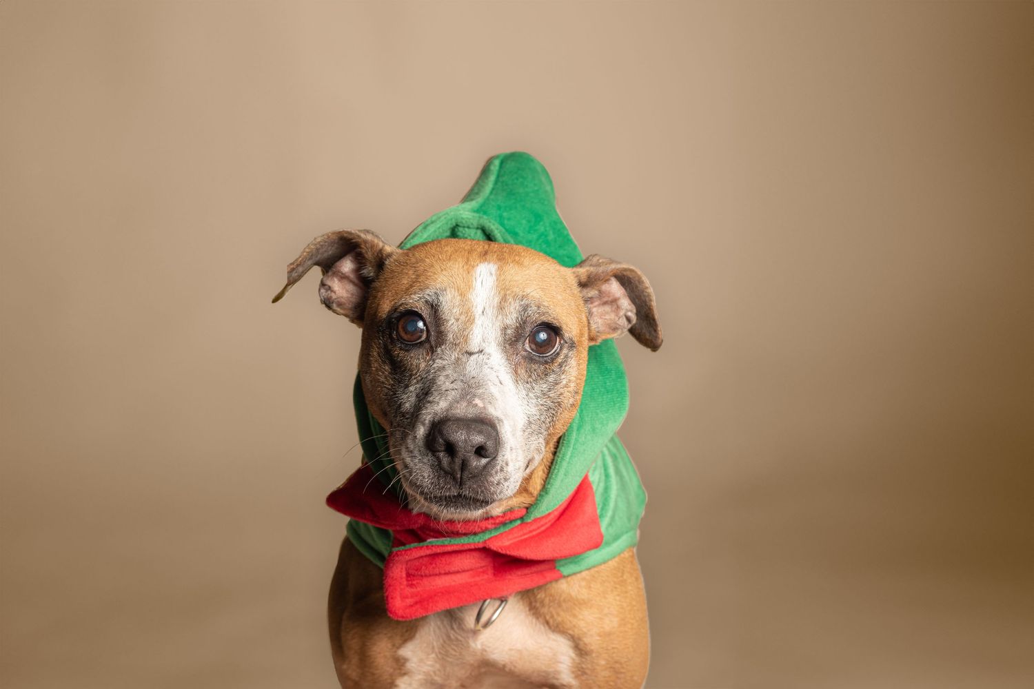 A brown pitbull mix dog wearing an elf costume with green hat and red scarf against a tan background.