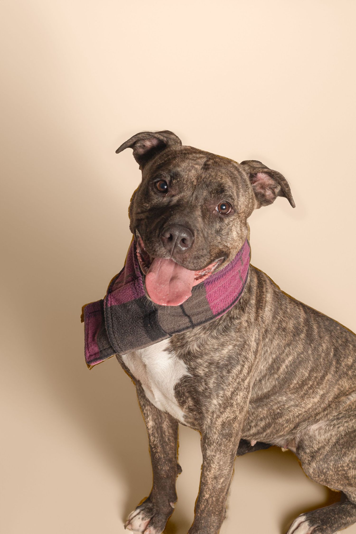 Happy brindle pit bull terrier mix wearing a pink and black collar poses against beige background with tongue out.