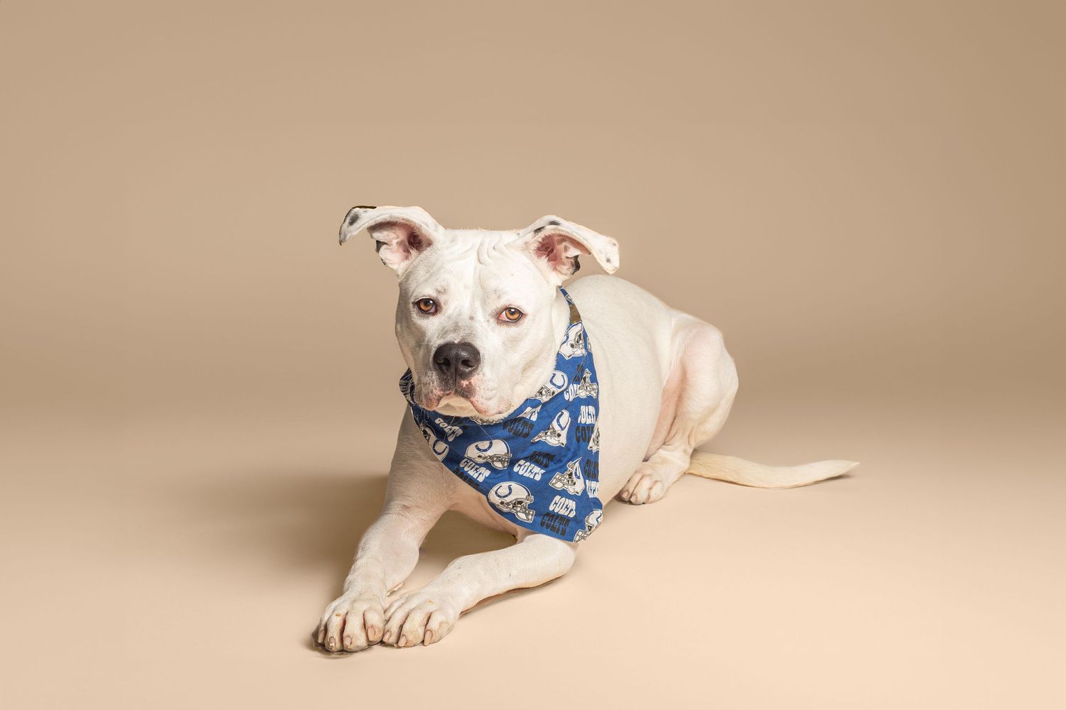 White pit bull type dog wearing blue bandana lying down against beige studio background.