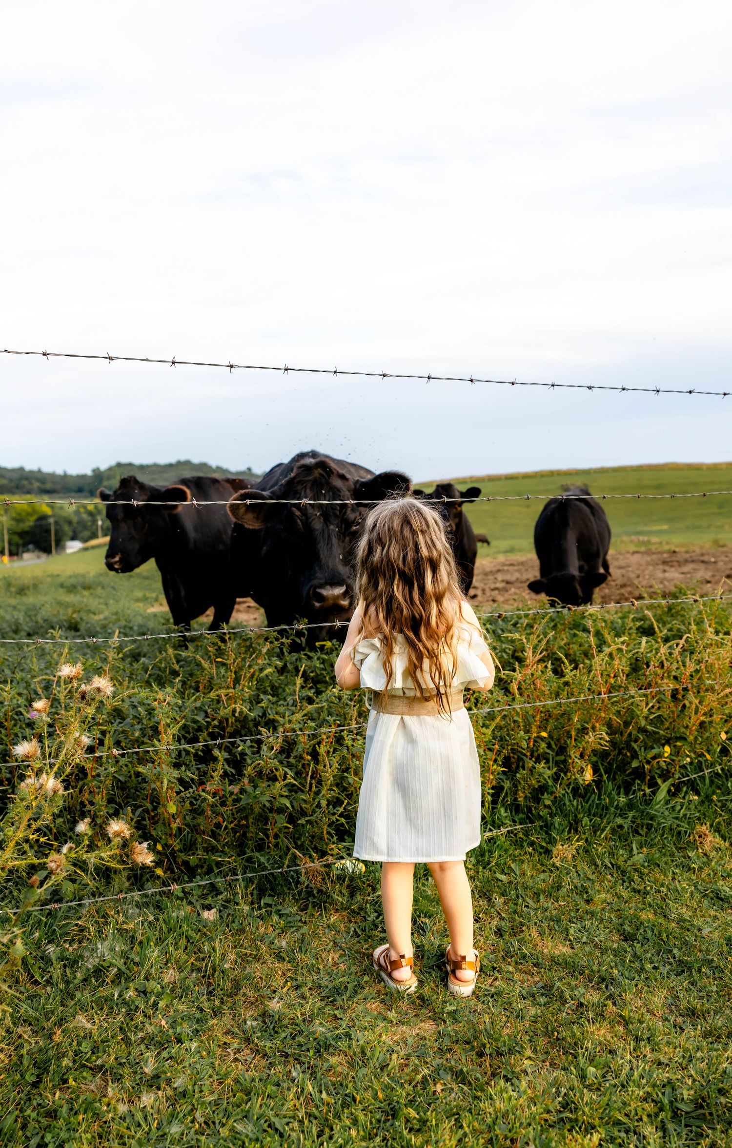 A young girl in a white dress stands near a barbed wire fence looking at black cows in a pasture.