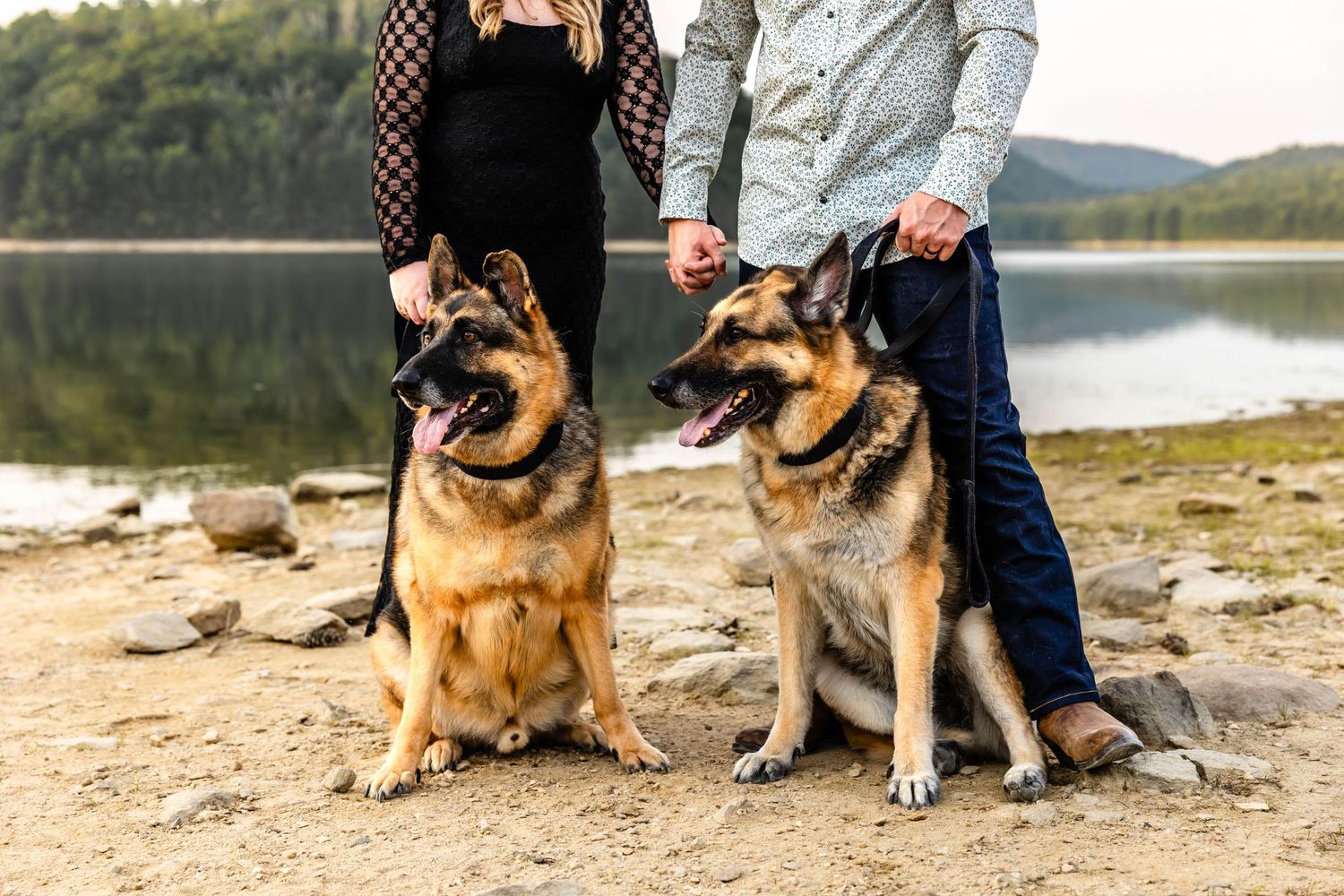 Two German Shepherds sit proudly with their owners on a lakeside beach.