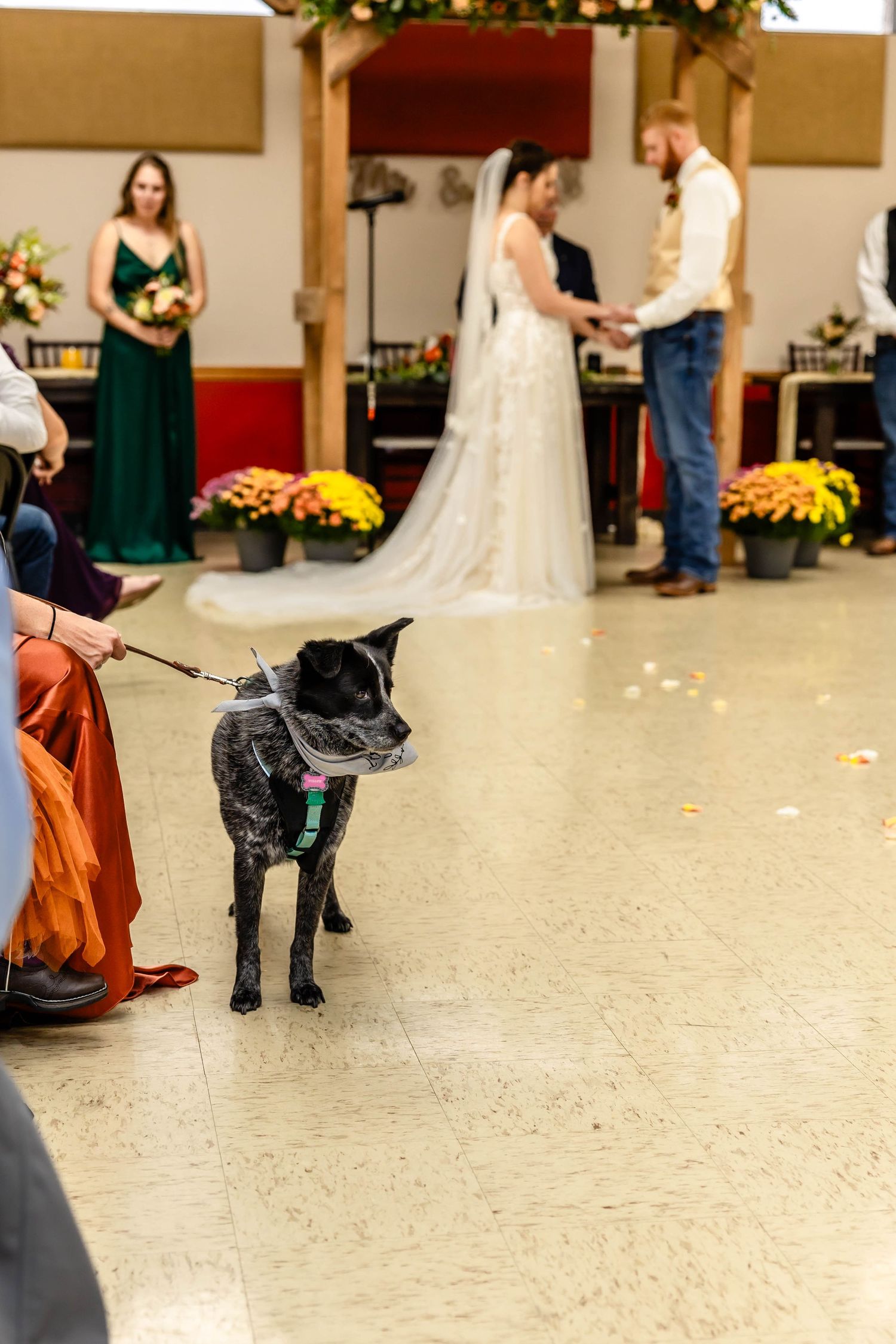 A black dog watches the wedding ceremony while wearing formal attire.