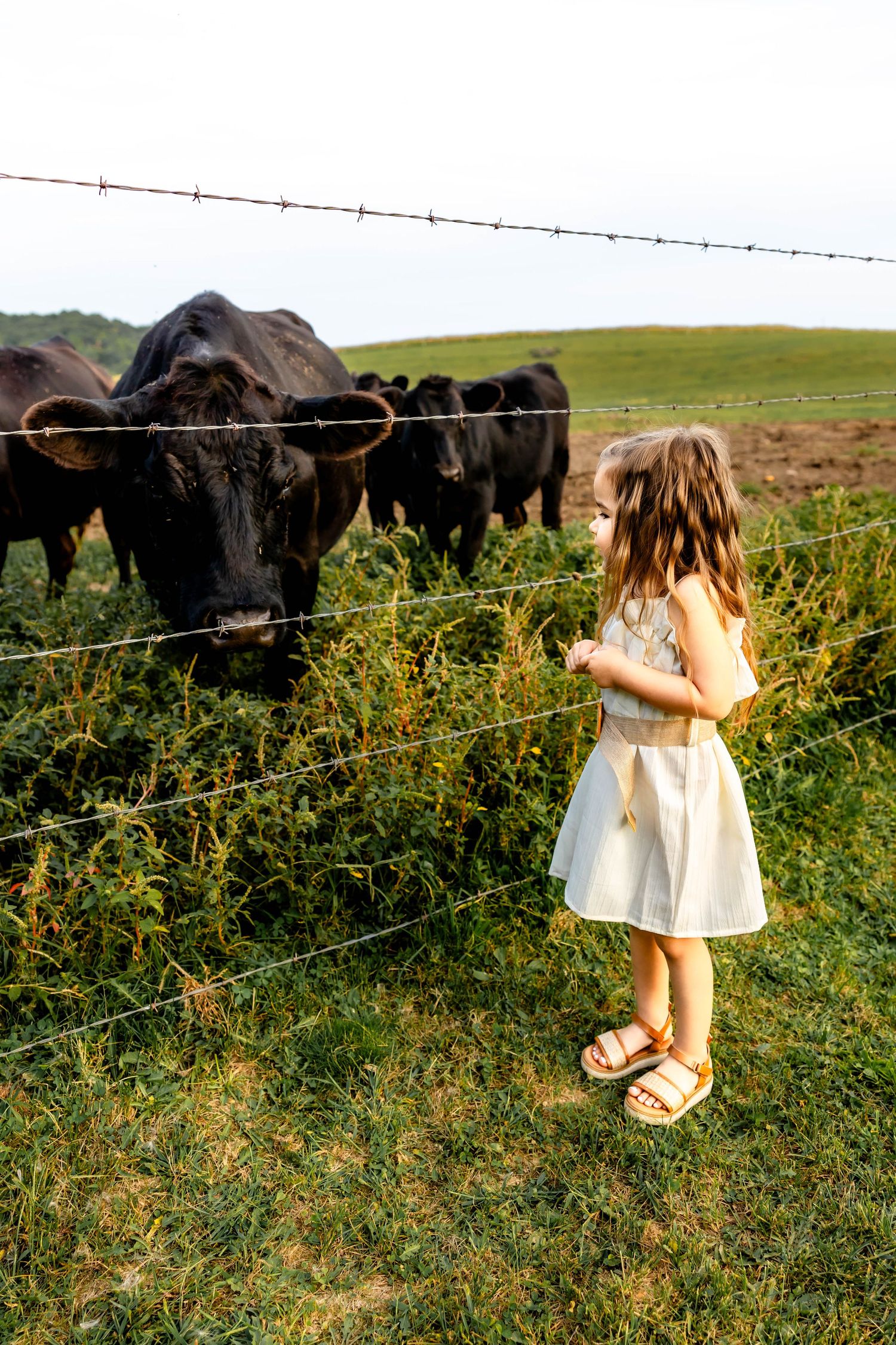 A child in a white summer dress observes black cattle through a fence on a sunny day.