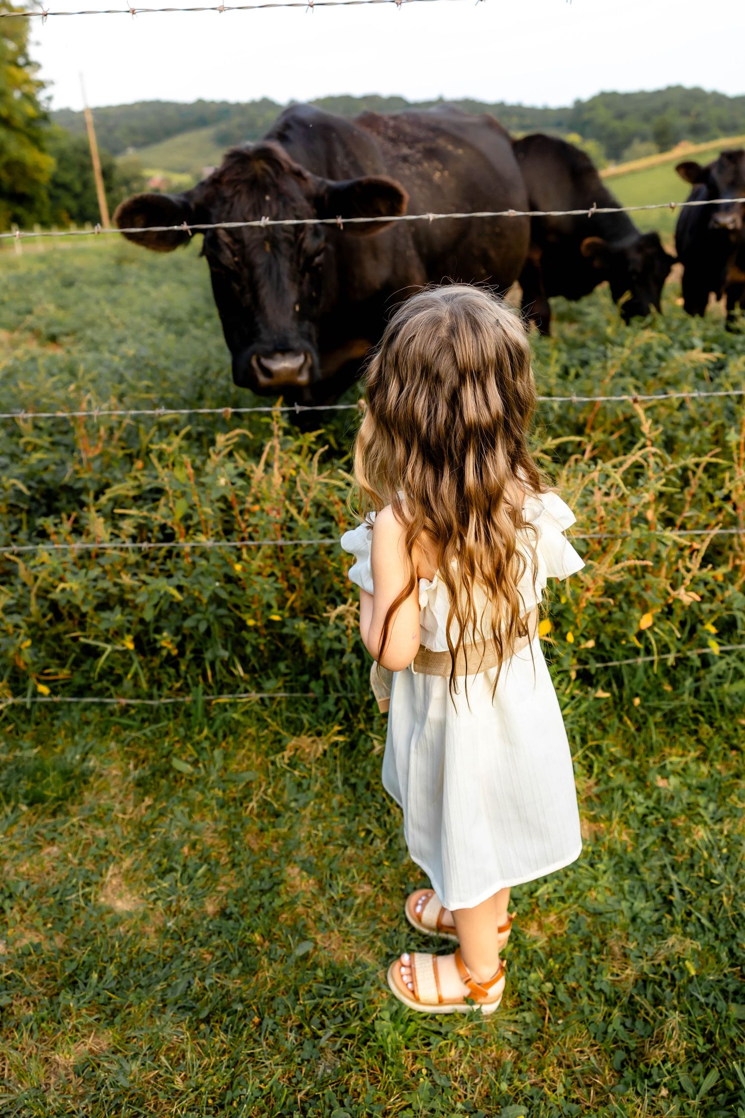 A young girl in a white dress stands face to face with a large black cow at a fence.
