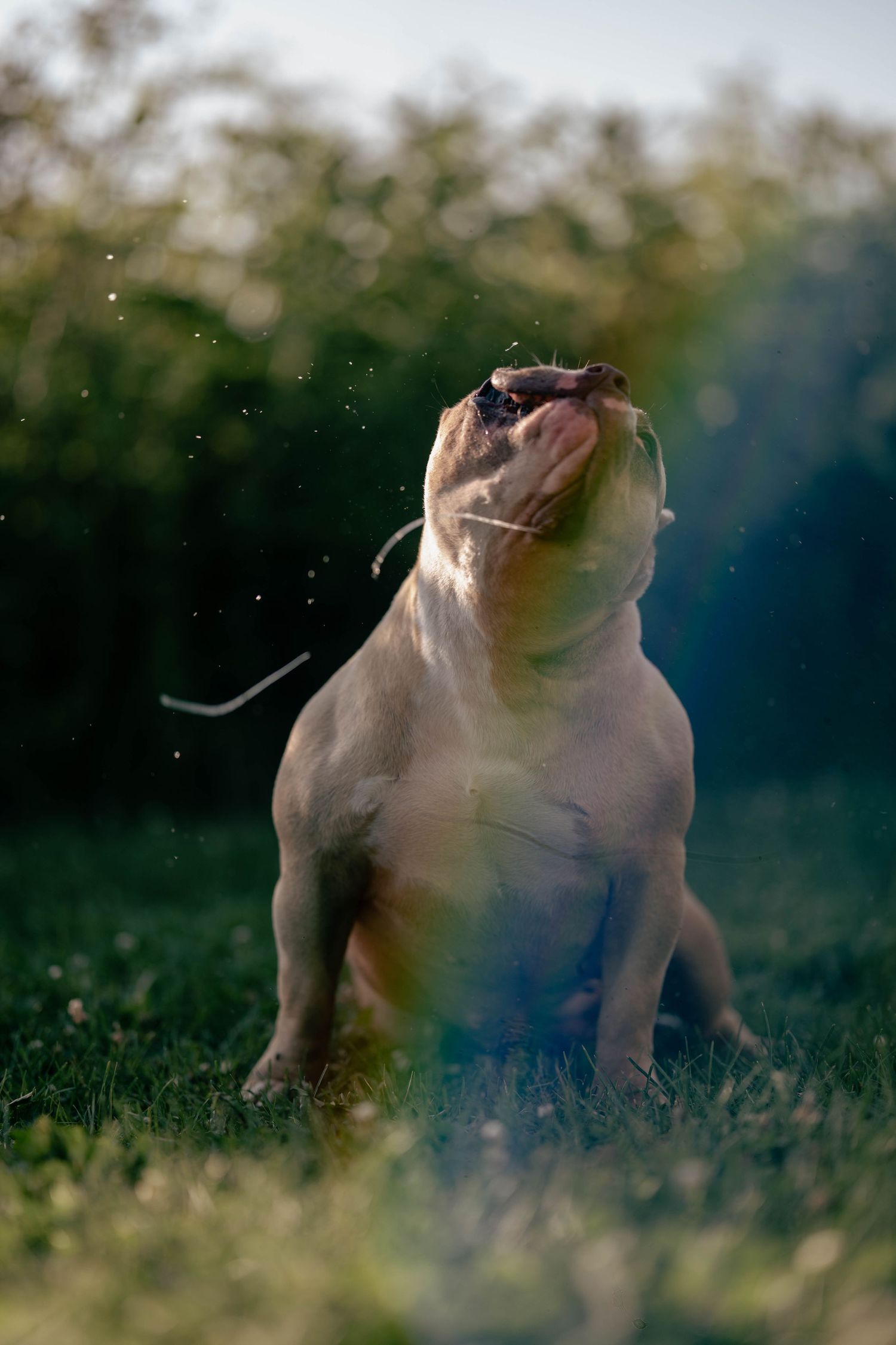 English bulldog puppy playing and running through grass at sunset, creating a playful action sequence.