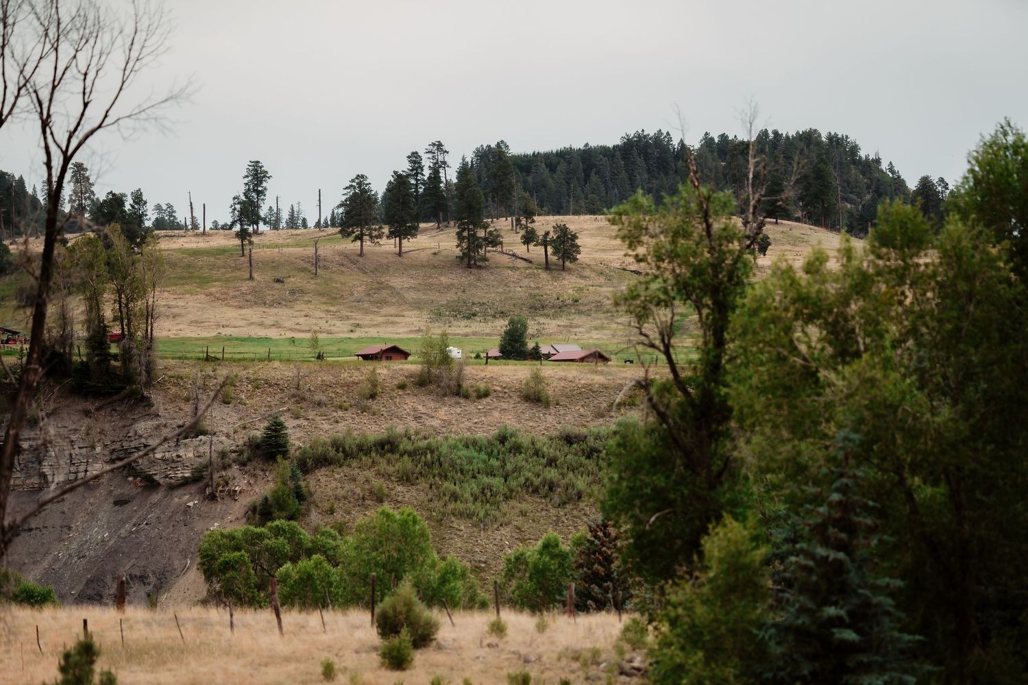 Rolling hills dotted with evergreen trees against a backdrop of rocky mountains under cloudy skies.