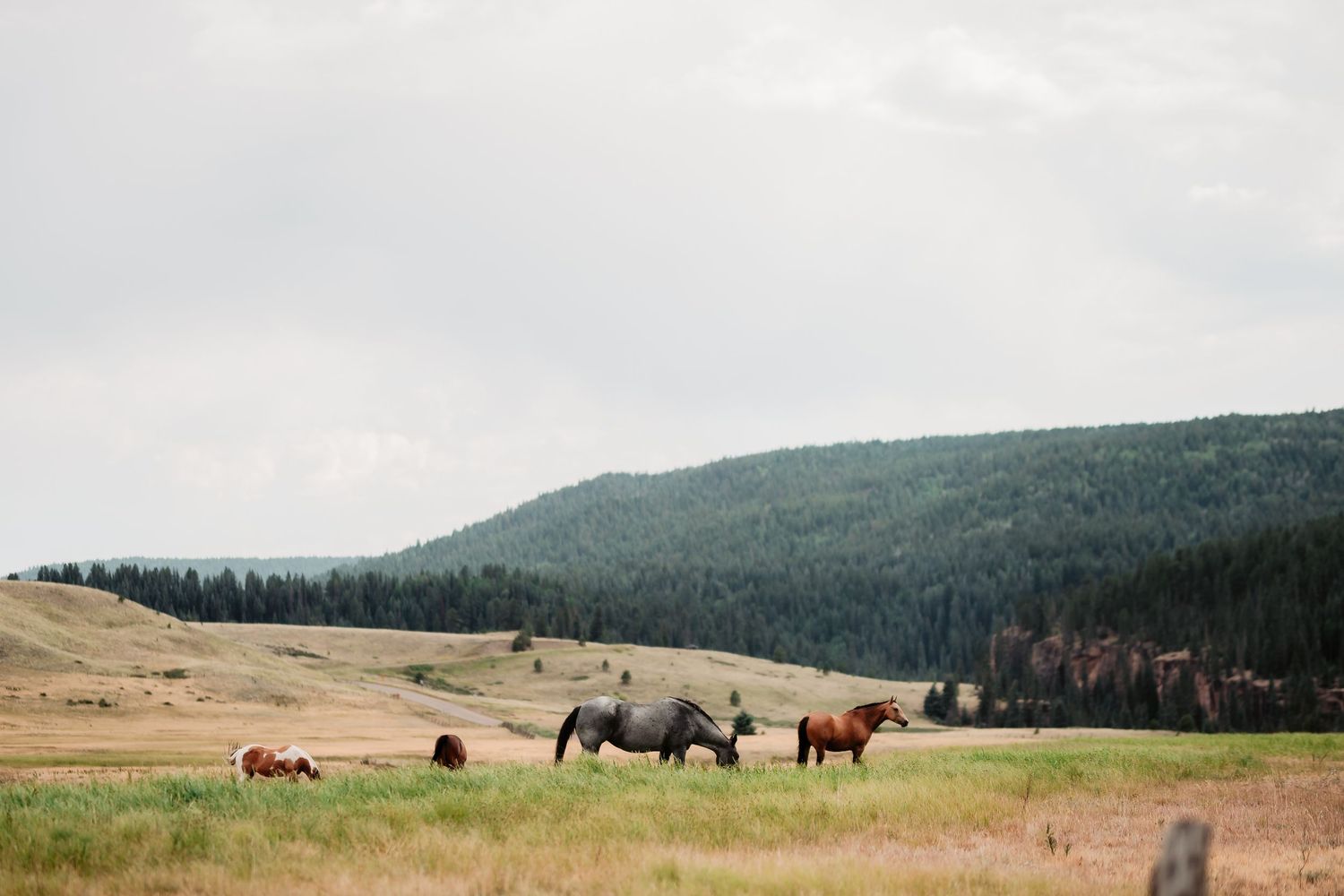 Herd of bison grazing in a scenic mountain valley with evergreen forests in the background.