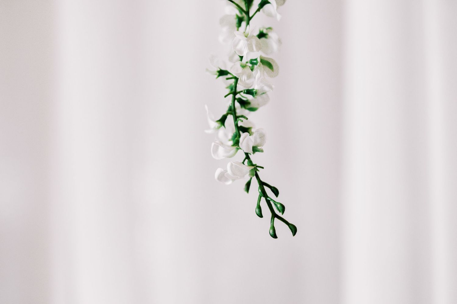 Delicate white flowers cascade down with green stems against a soft pink background.