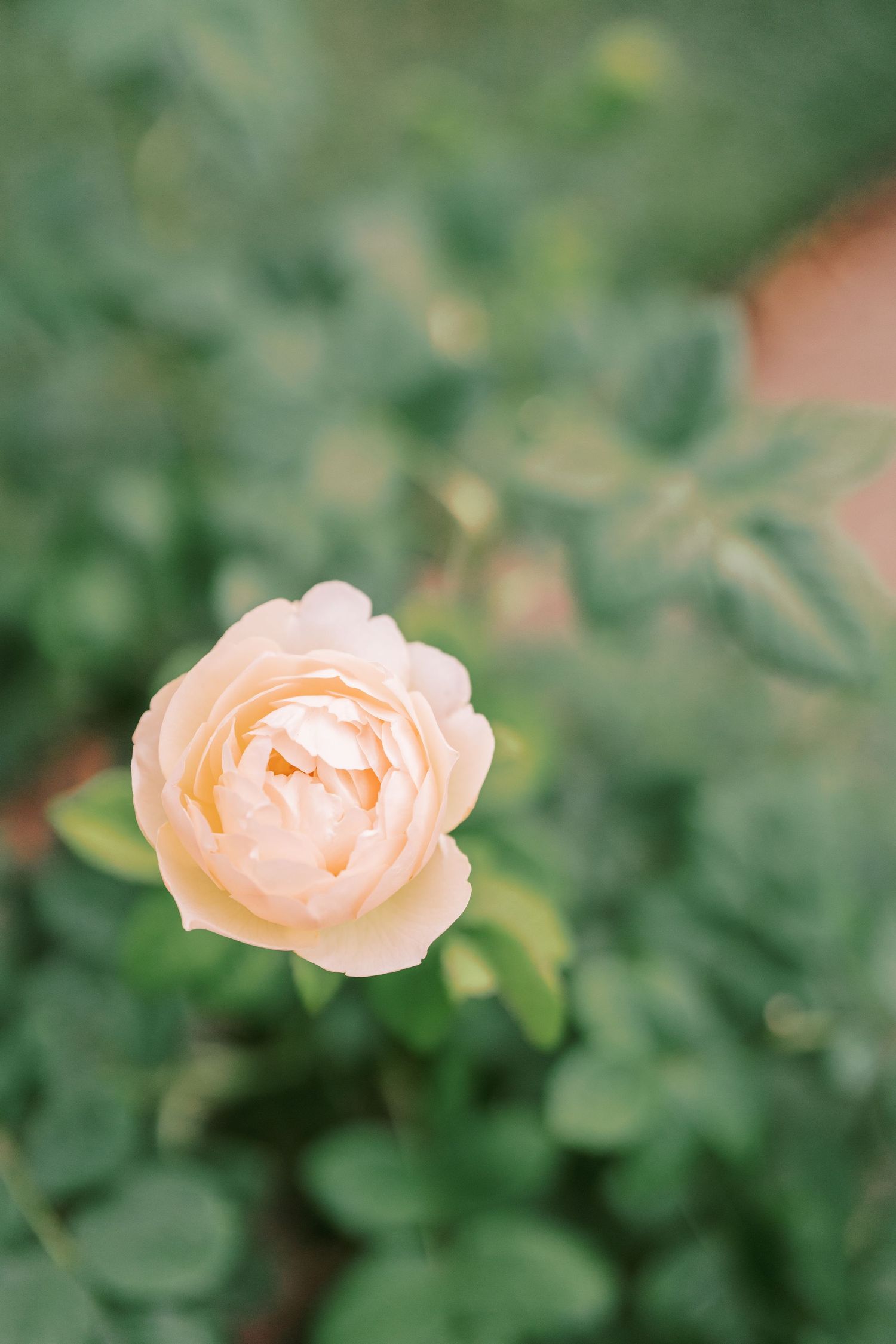 Delicate peach-colored rose blooms unfold against a soft green garden background.