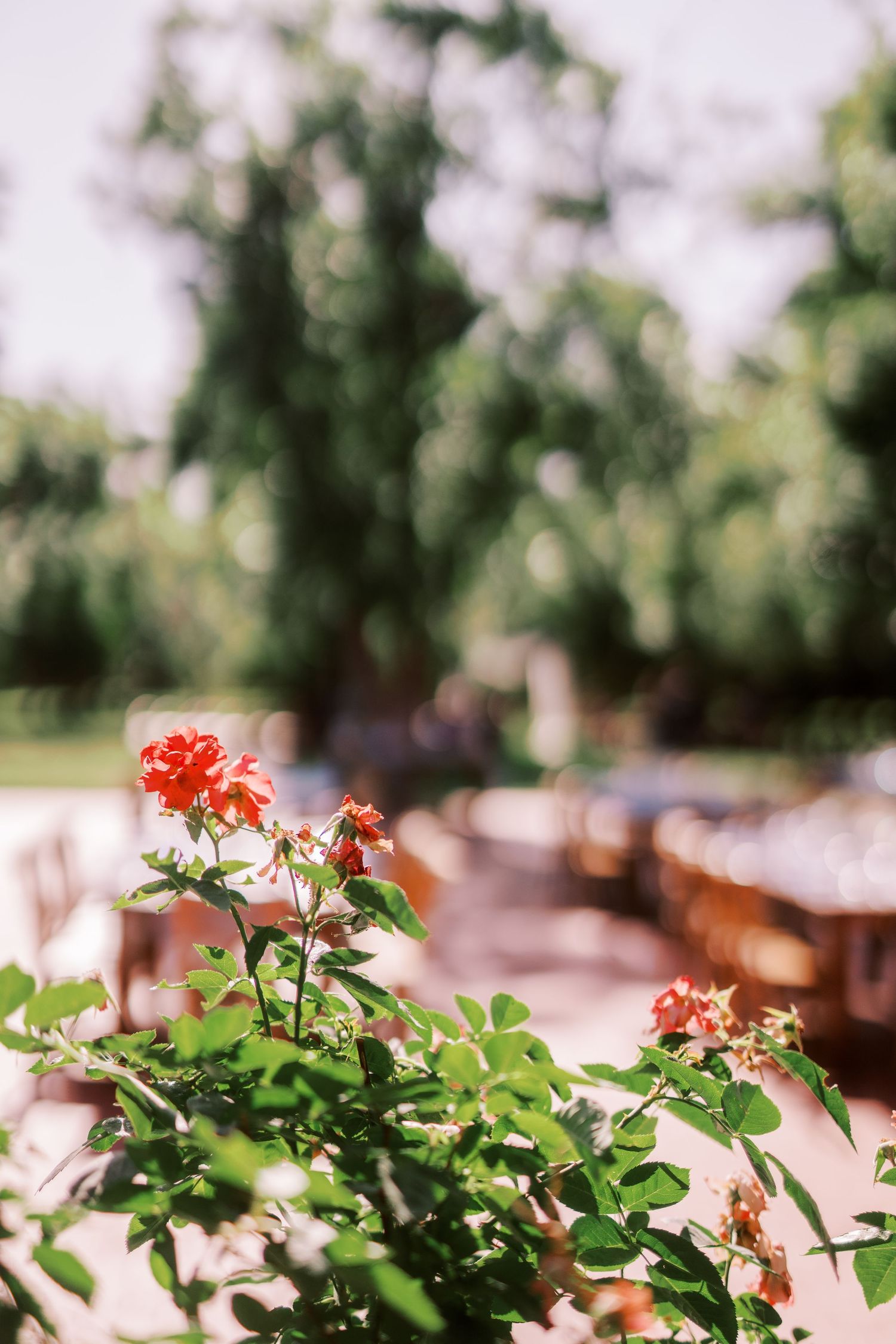 A trio of red geranium flowers with green leaves growing in a garden setting with soft bokeh background.