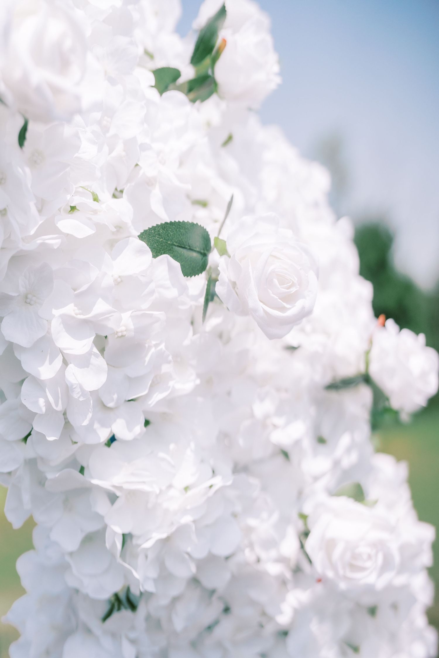 Close up of delicate white hydrangea flowers blooming in soft focus with blurred green foliage in the background.