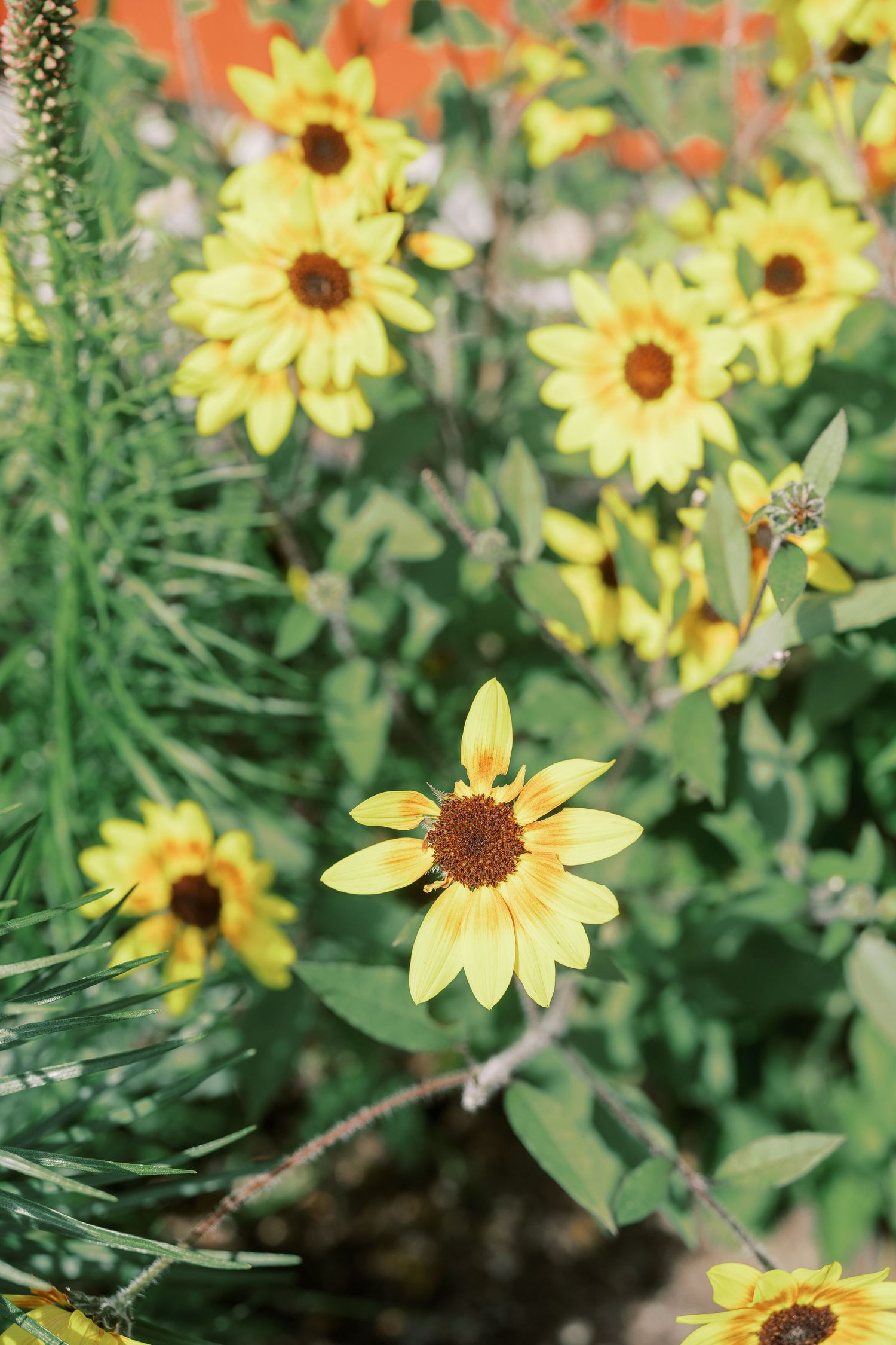 Yellow sunflowers blooming in a garden with green foliage in soft focus.