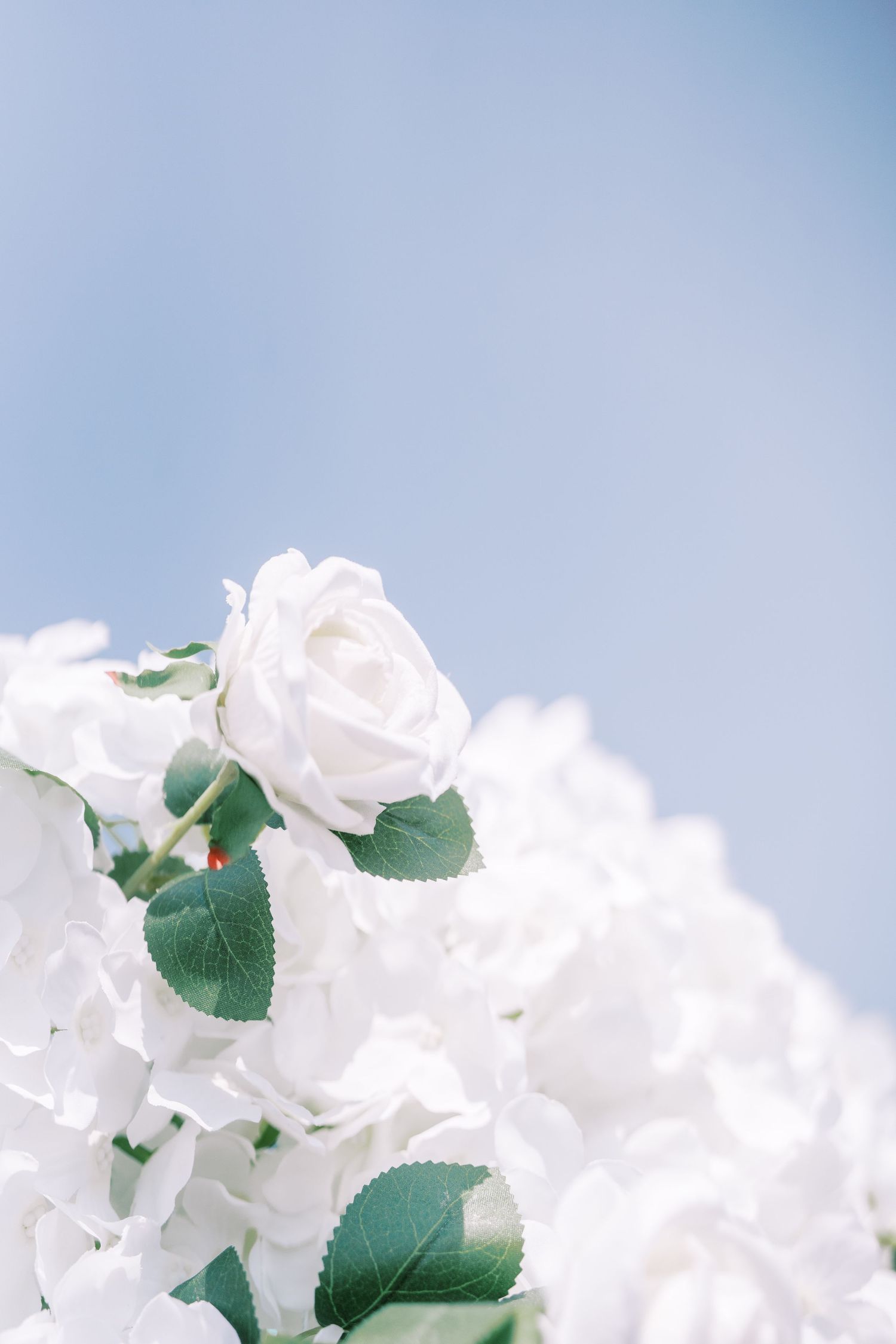 White roses with green leaves against a soft blue sky background in a serene garden setting.