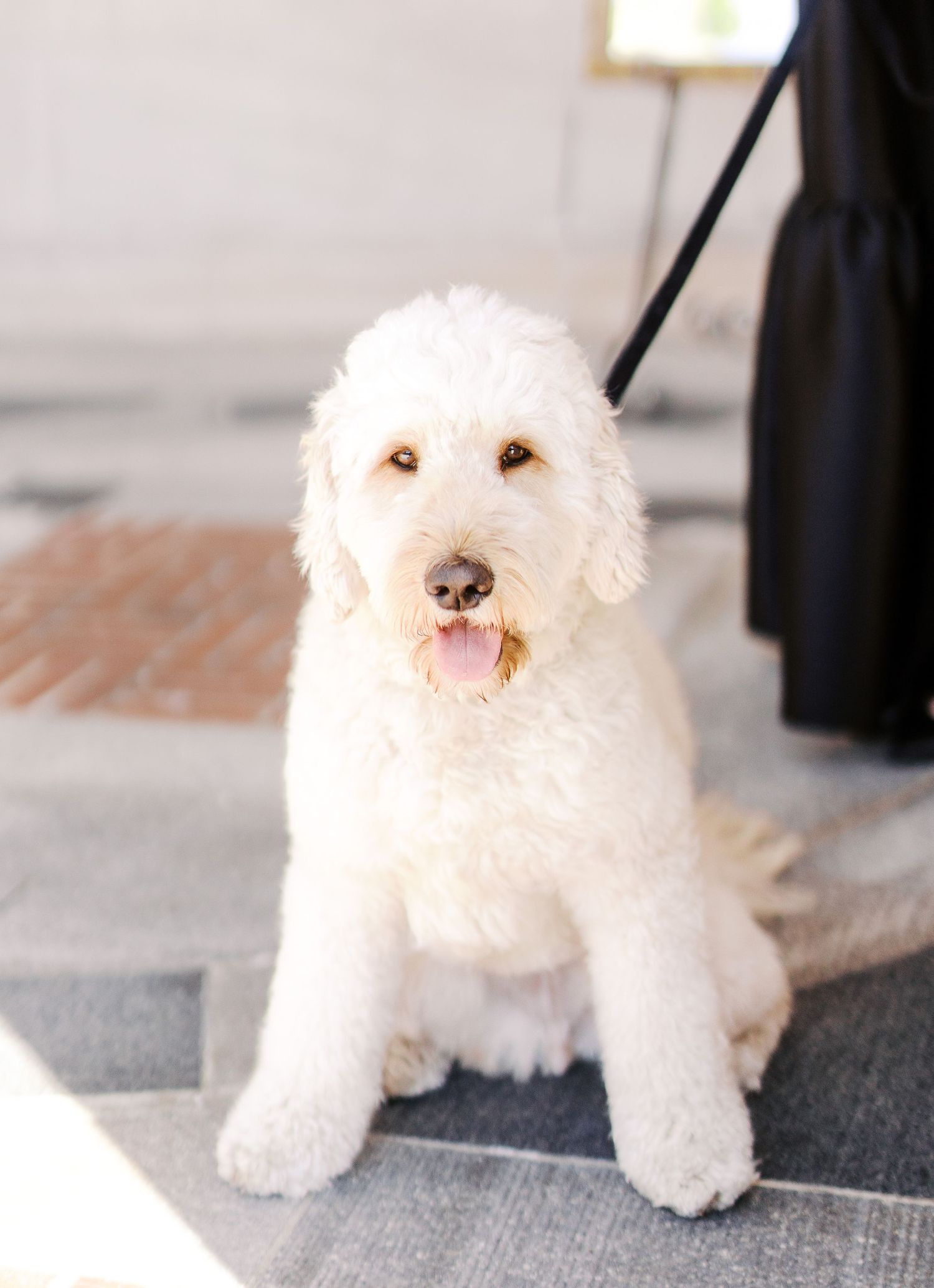 A fluffy white Goldendoodle puppy sitting on a patterned rug with a leash visible in the background.
