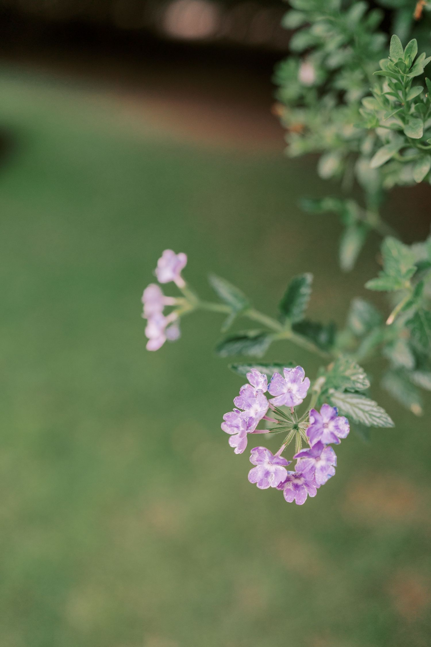 Delicate purple flowers blooming on a green plant with a soft bokeh background.