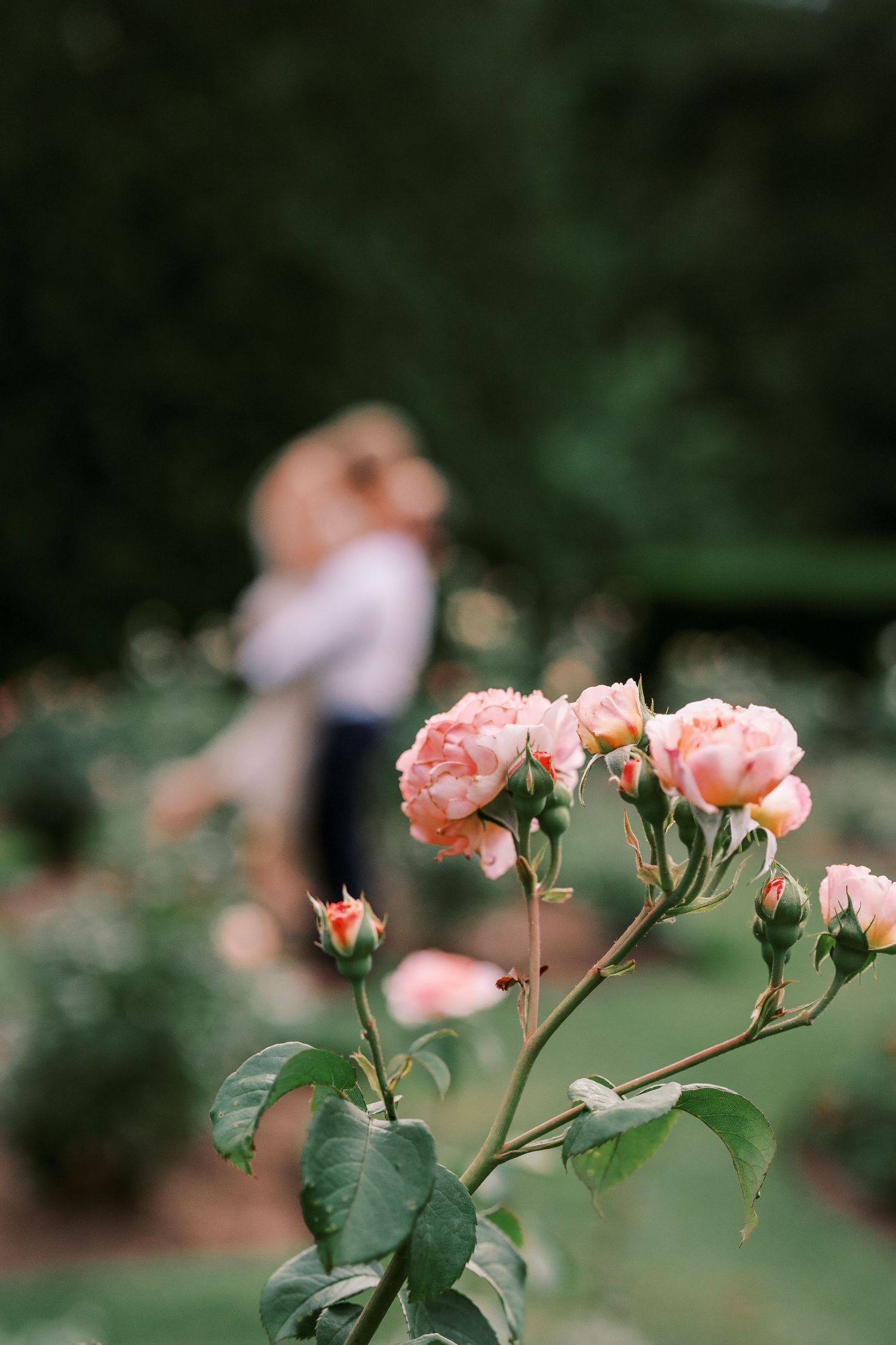 Pink garden roses blooming in foreground with blurred background of garden scenery.
