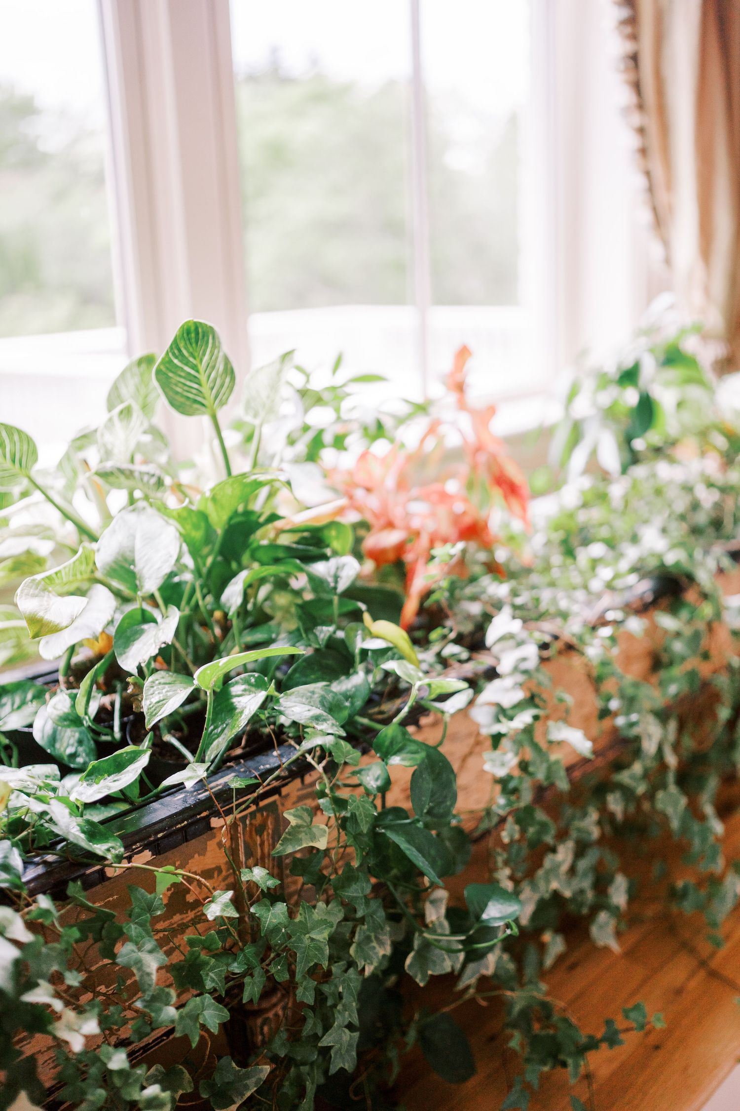 Lush indoor plants and trailing ivy grow in front of a bright window with soft natural light streaming in.