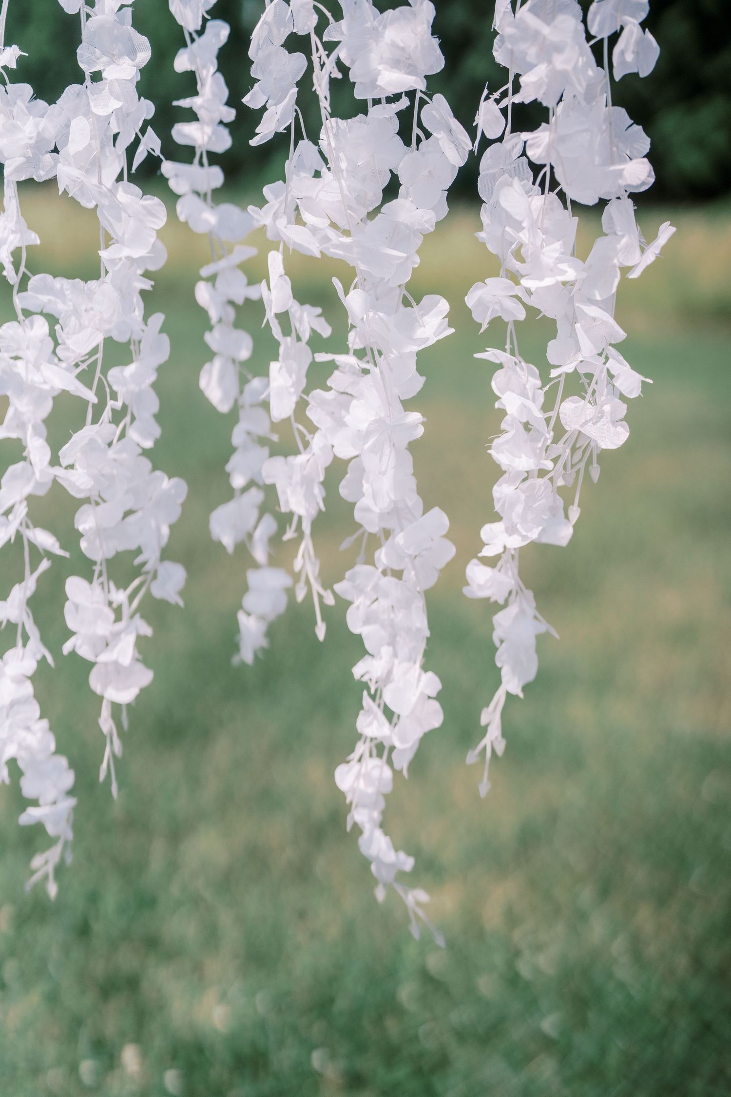 Delicate white wisteria flowers cascade downward against a soft green blurred background.