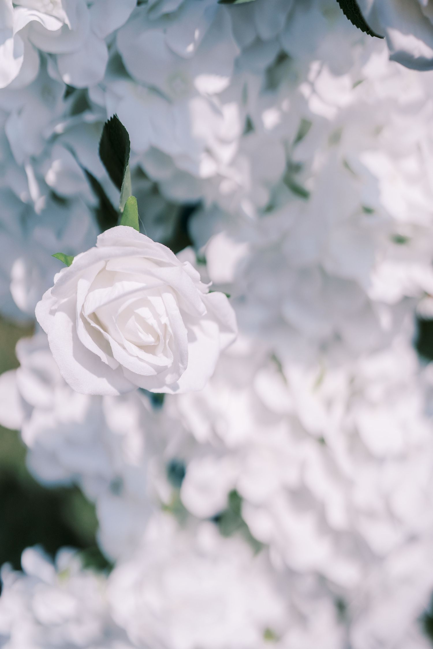 Close-up view of delicate white roses with blurred bokeh effect creating a soft, dreamy floral background.
