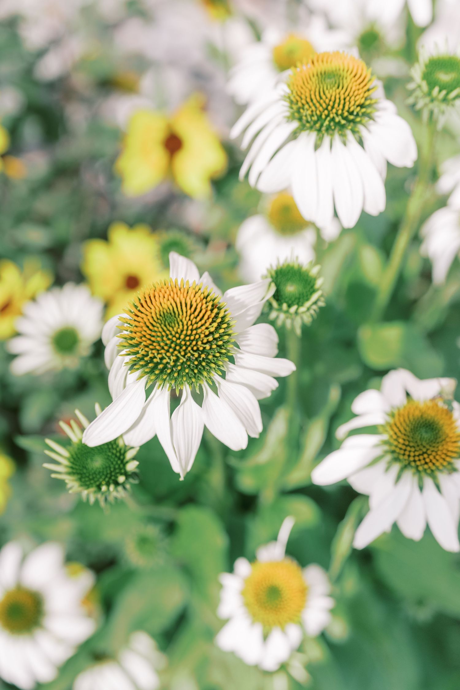 White echinacea flowers with yellow centers blooming in a garden setting.