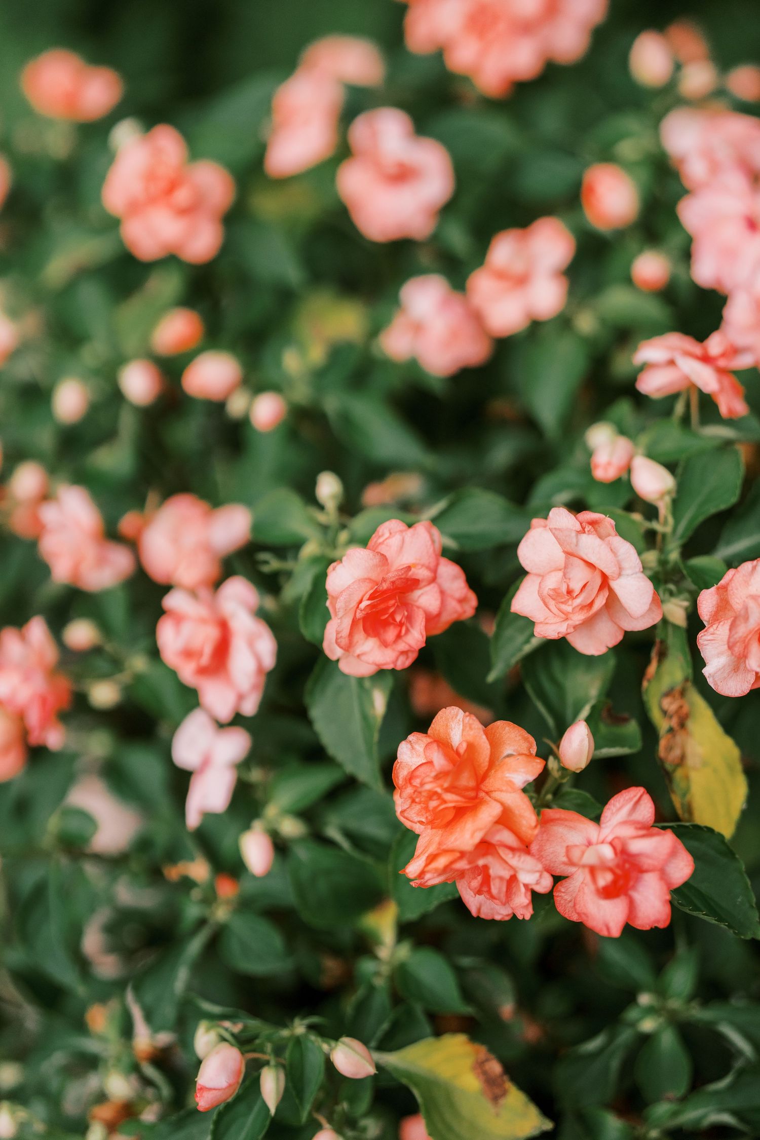 Coral pink roses blooming against dark green foliage in garden setting.