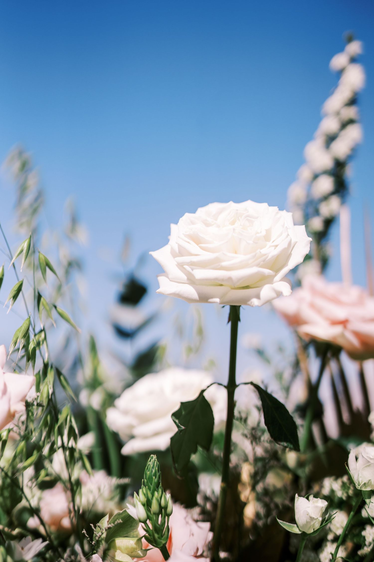 Delicate pale pink roses bloom against a clear blue sky with soft sunlit petals and green stems creating a serene garden scene.