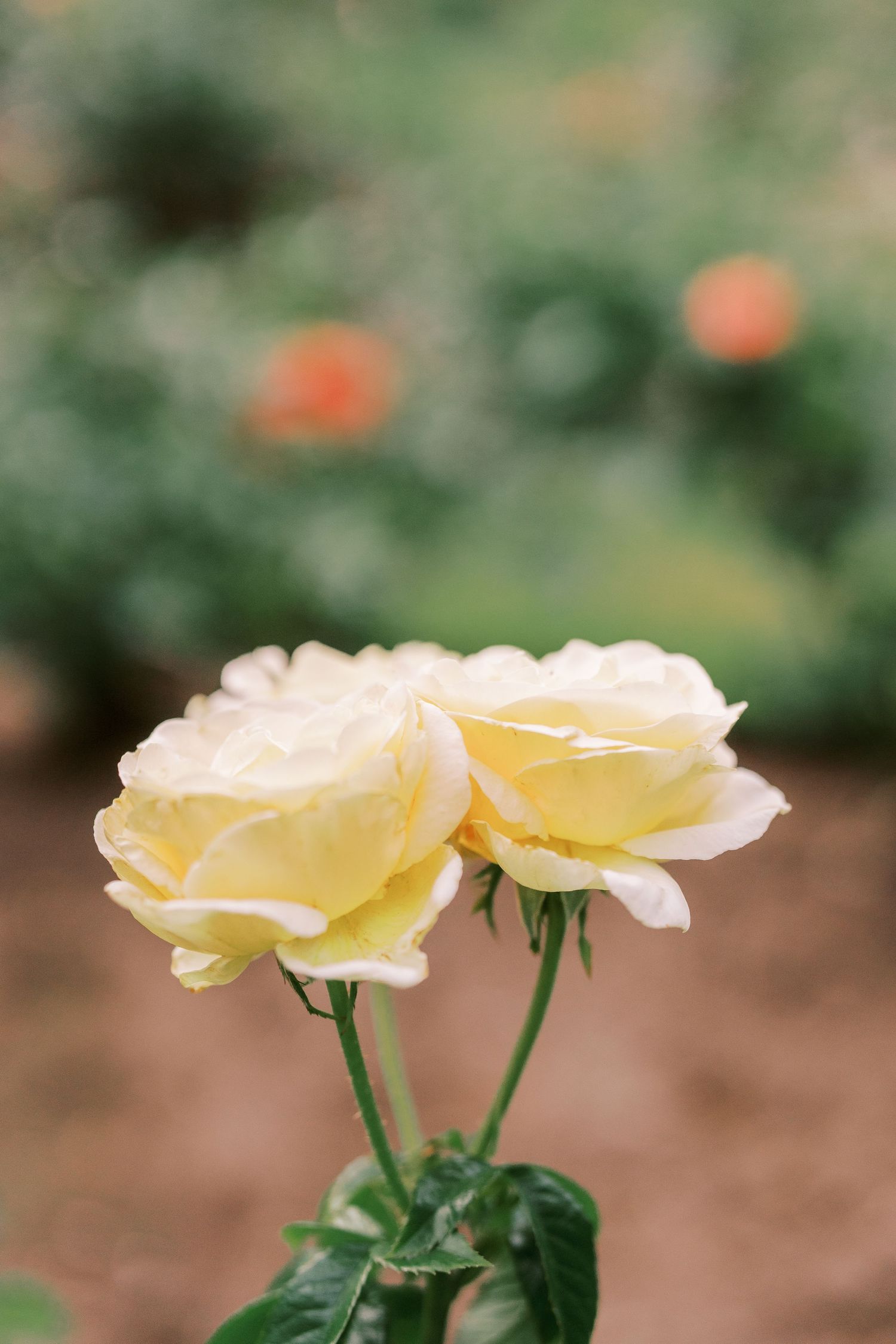 Two pale yellow roses blooming on stems against blurred green garden background.