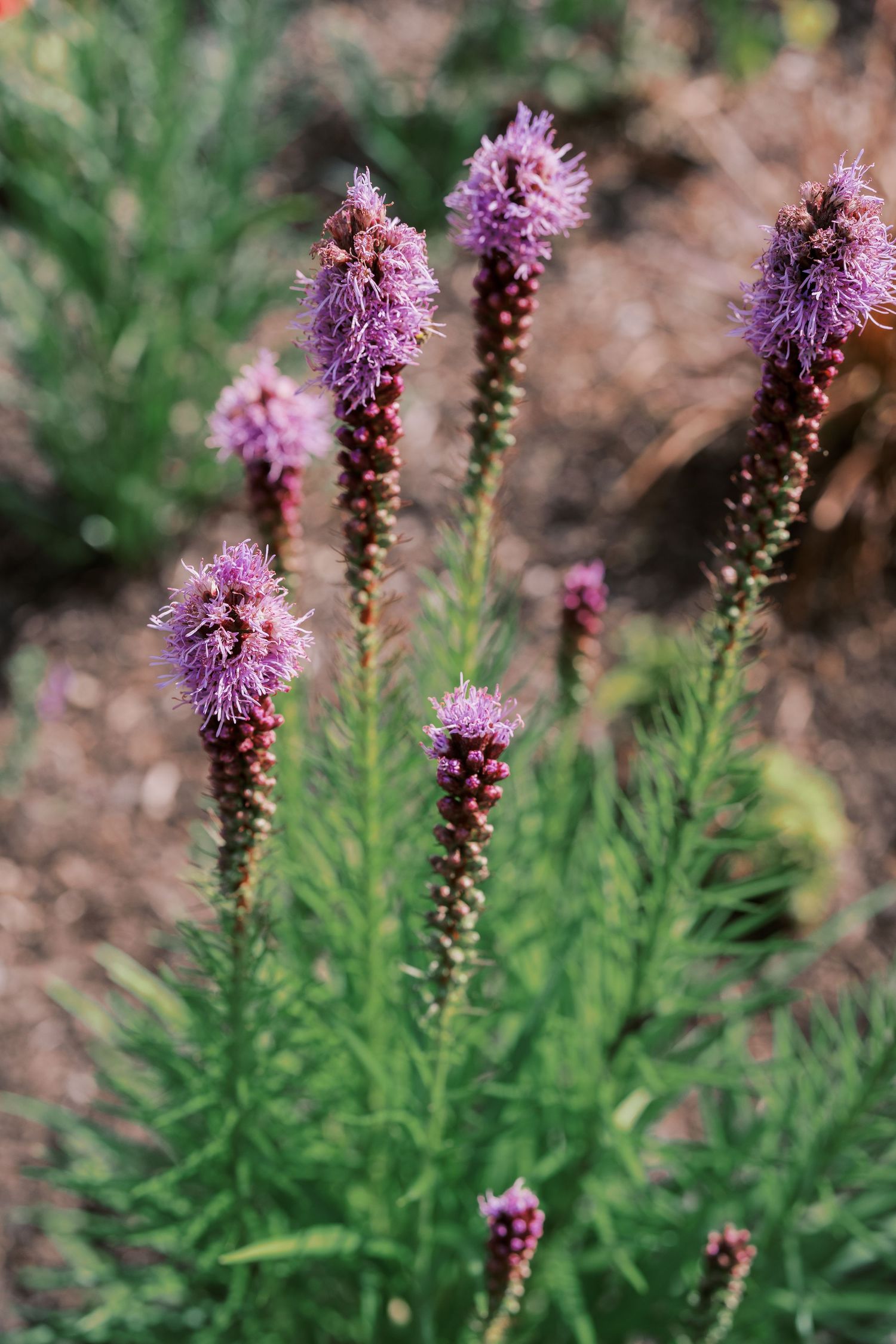 Purple liatris flowers bloom with spiky blooms against green foliage in a garden setting.