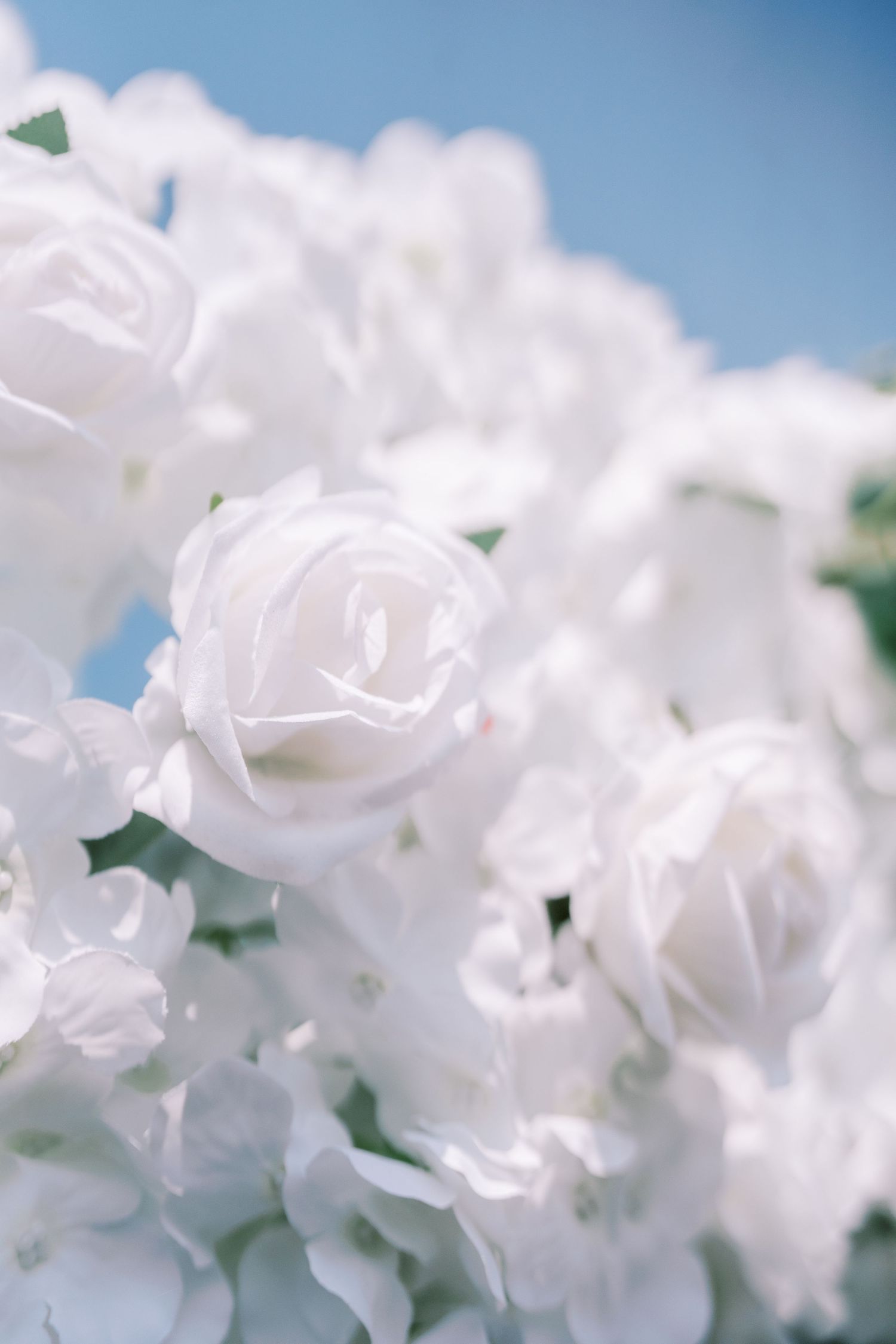 Delicate white roses bloom against a soft blue sky background in a dreamy ethereal garden setting.