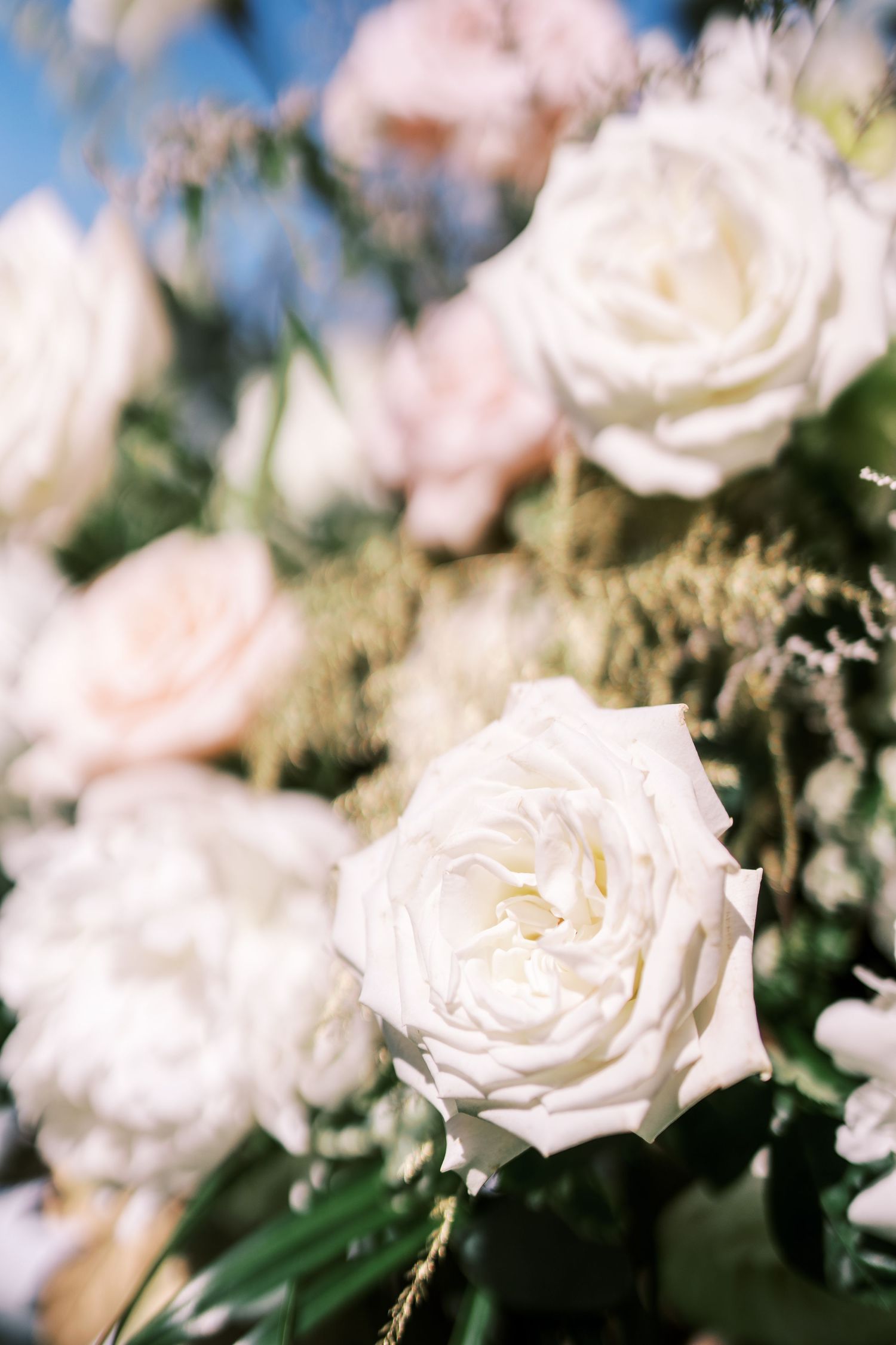 A delicate white garden rose in full bloom with soft blush pink roses and greenery in the blurred background.