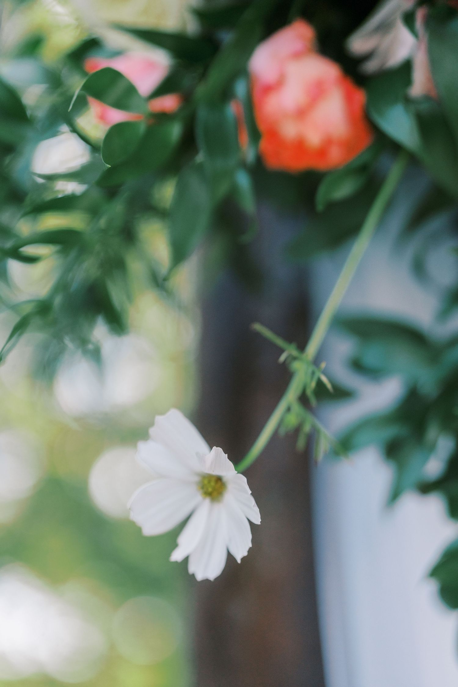 White daisies and coral flowers in soft focus creating a dreamy garden atmosphere.